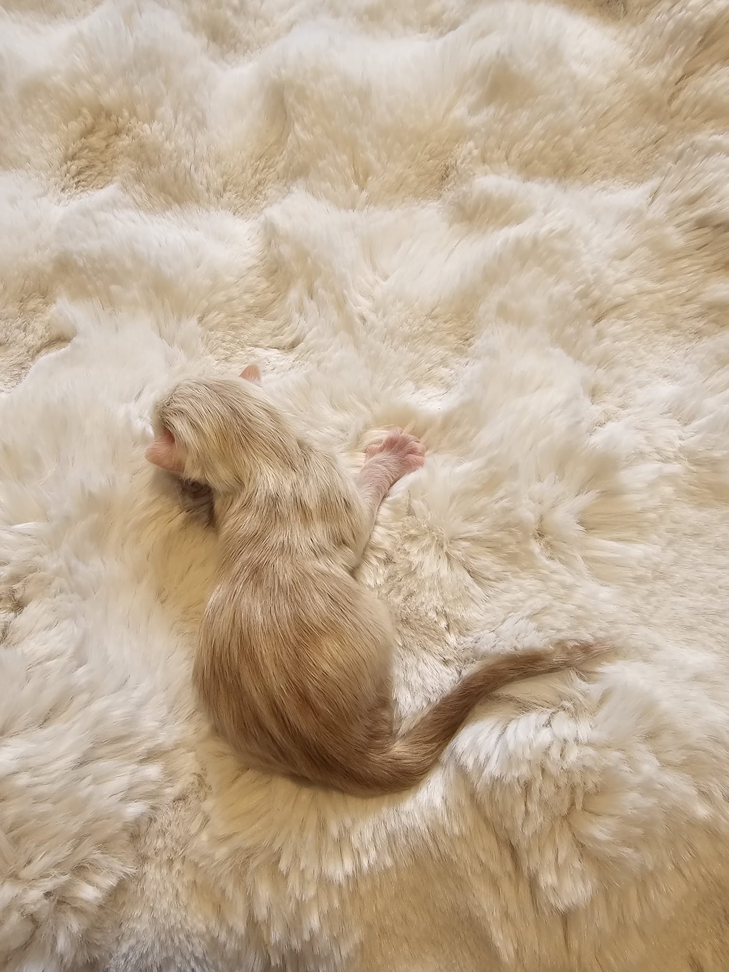 Male collier marron – Ultia – Chaton Maine Coon