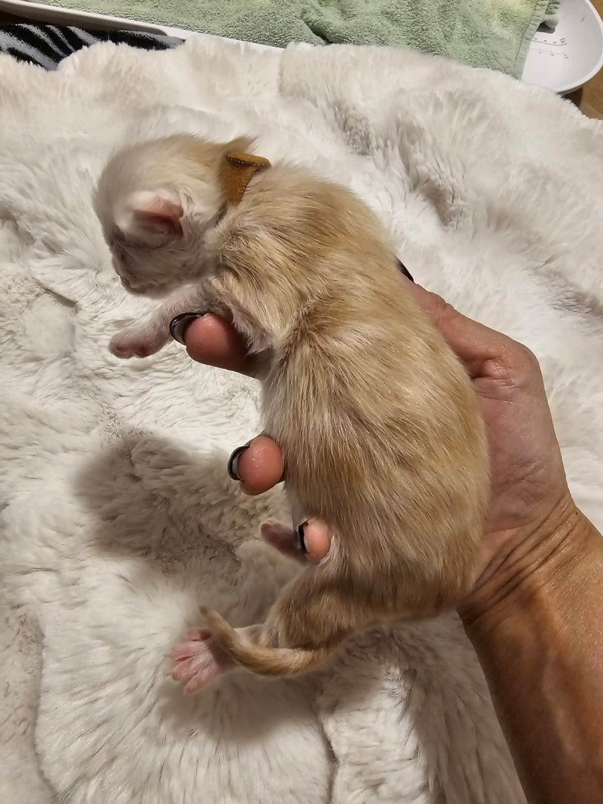 Male collier marron – Ultia – Chaton Maine Coon