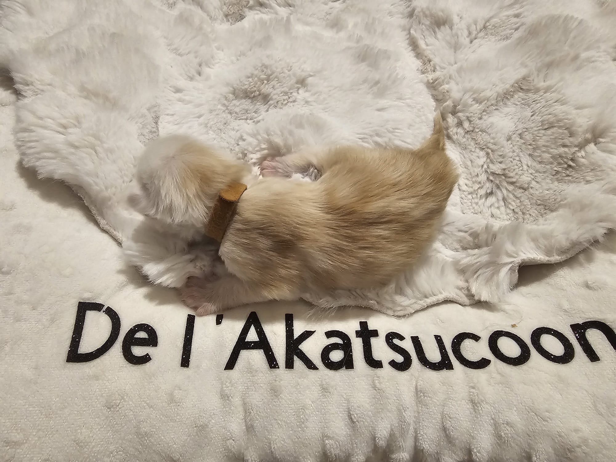 Male collier marron – Ultia – Chaton Maine Coon