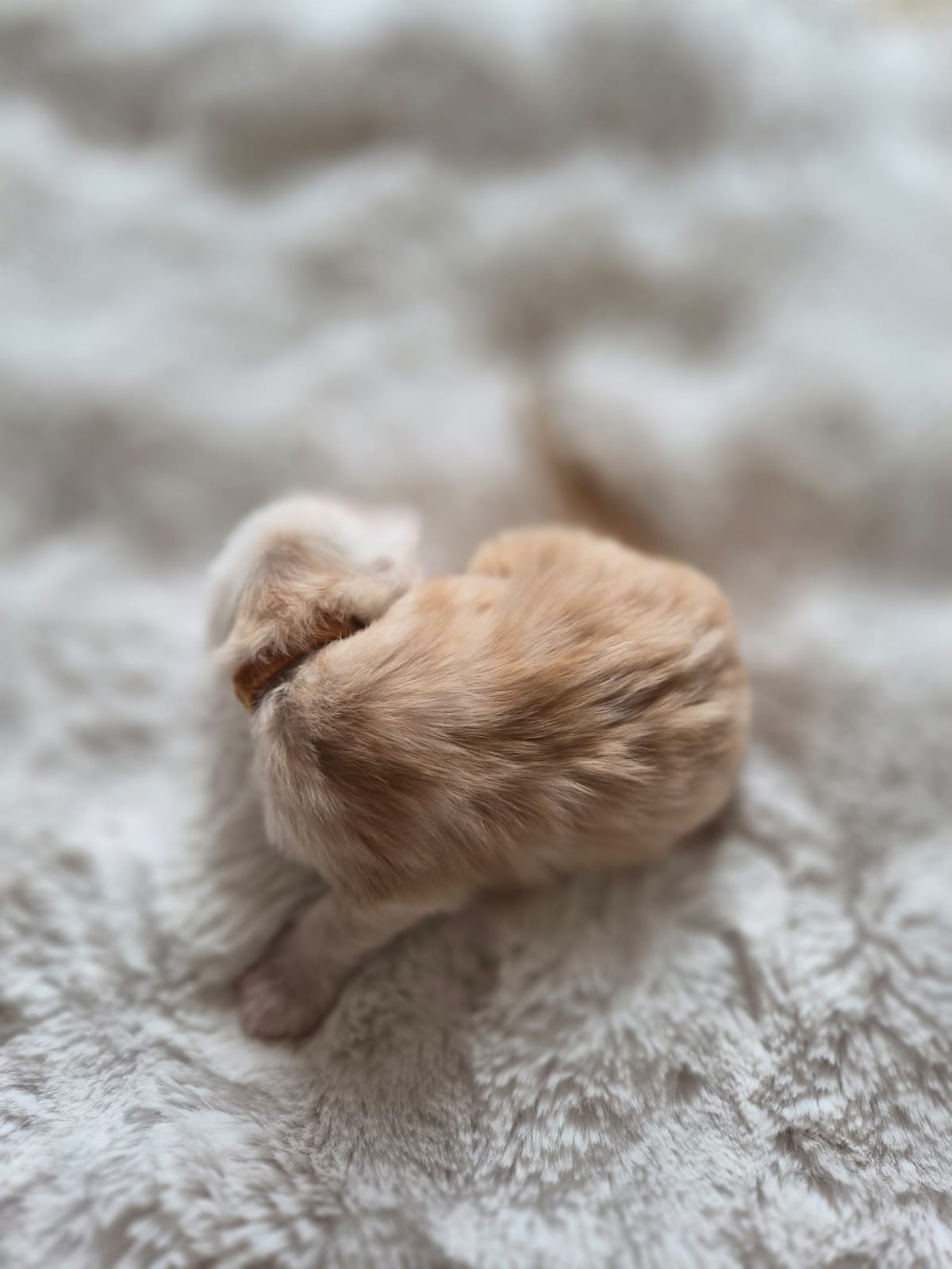 Male collier marron – Ultia – Chaton Maine Coon