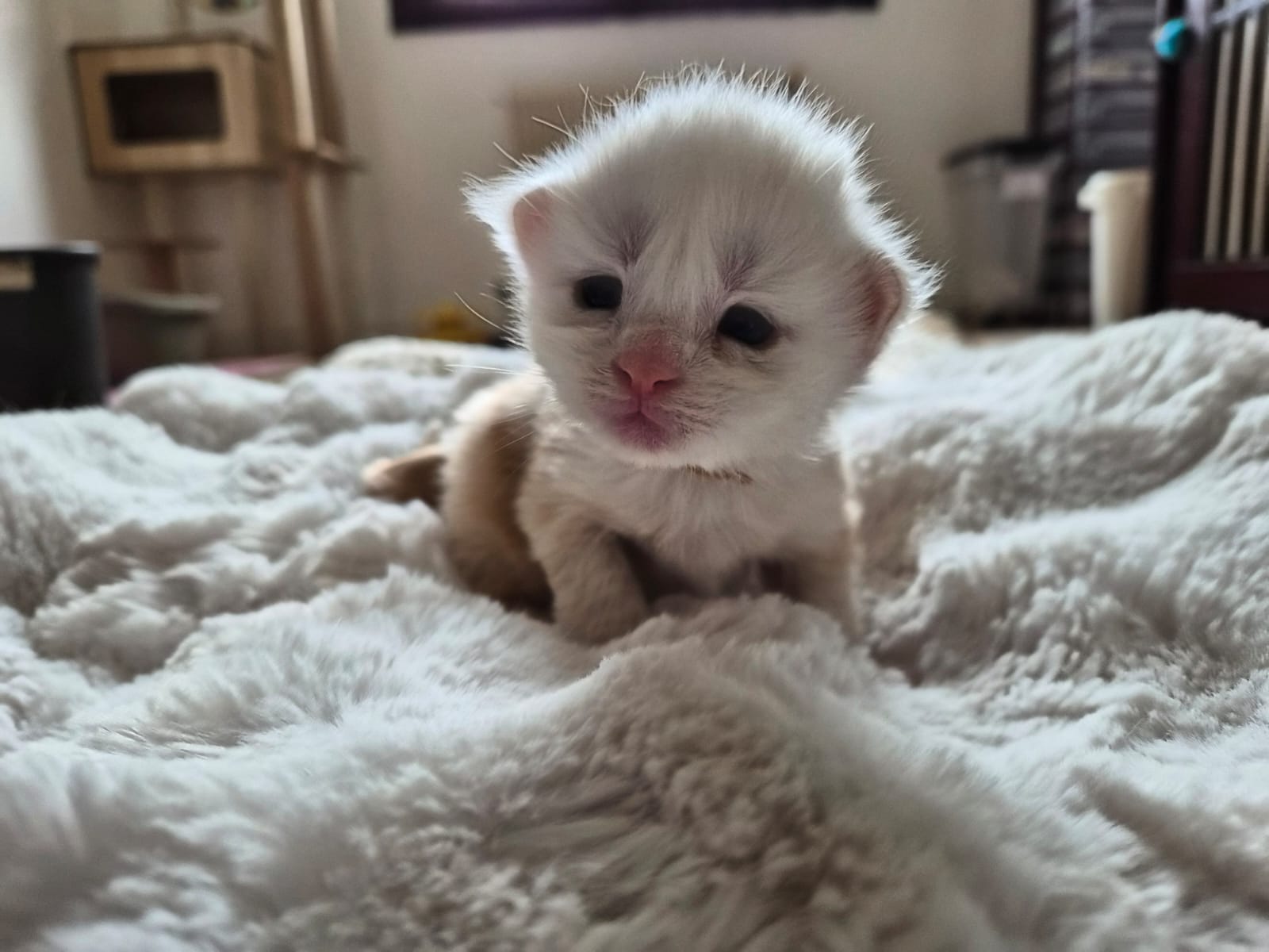 Male collier marron – Ultia – Chaton Maine Coon