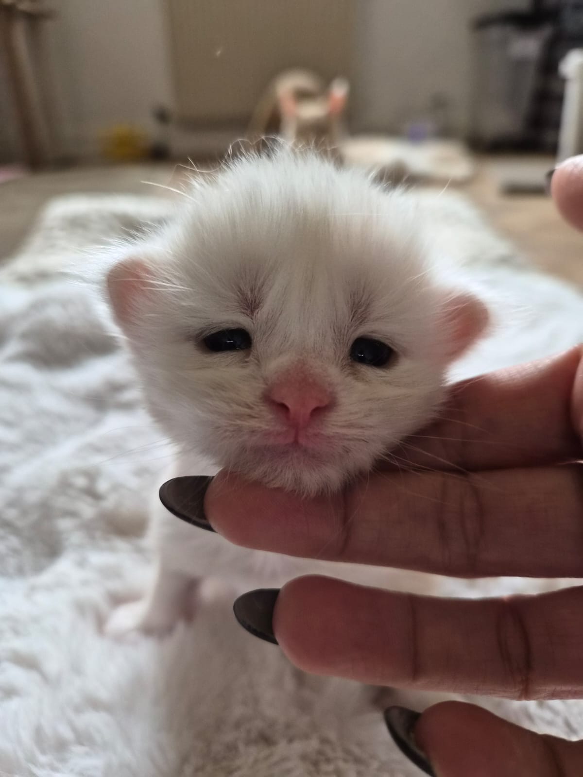Male collier marron – Ultia – Chaton Maine Coon