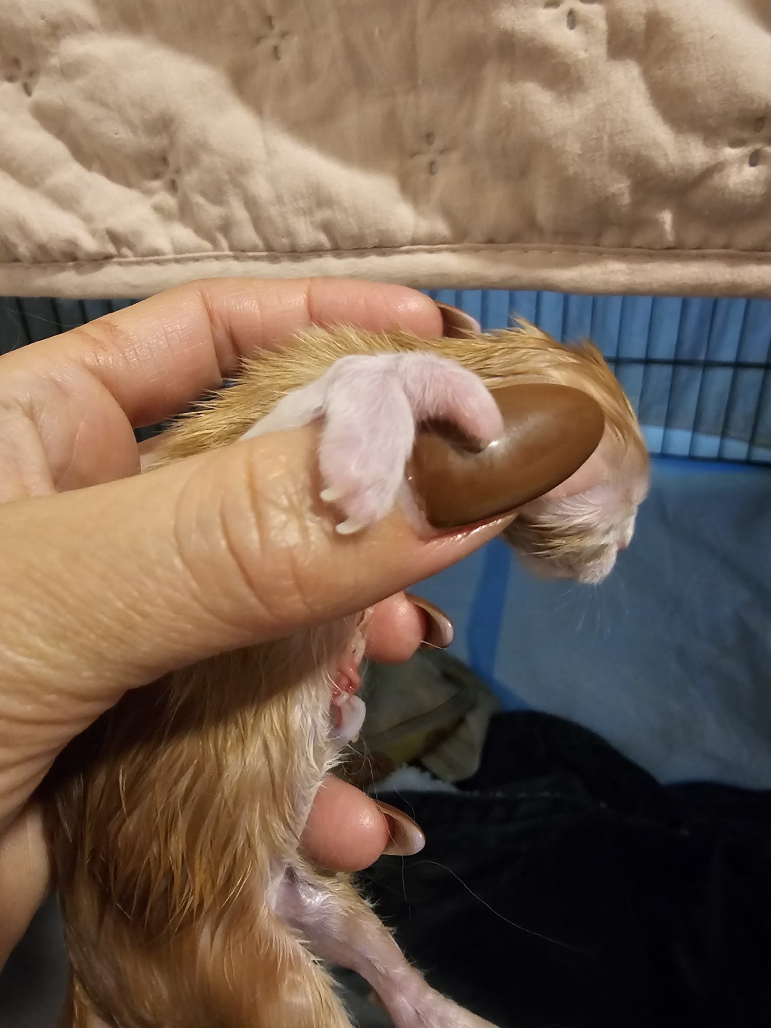 Male collier blanc – Ultia – Chaton Maine Coon