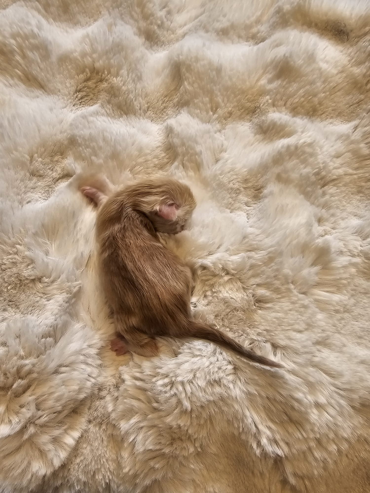 Male collier blanc – Ultia – Chaton Maine Coon