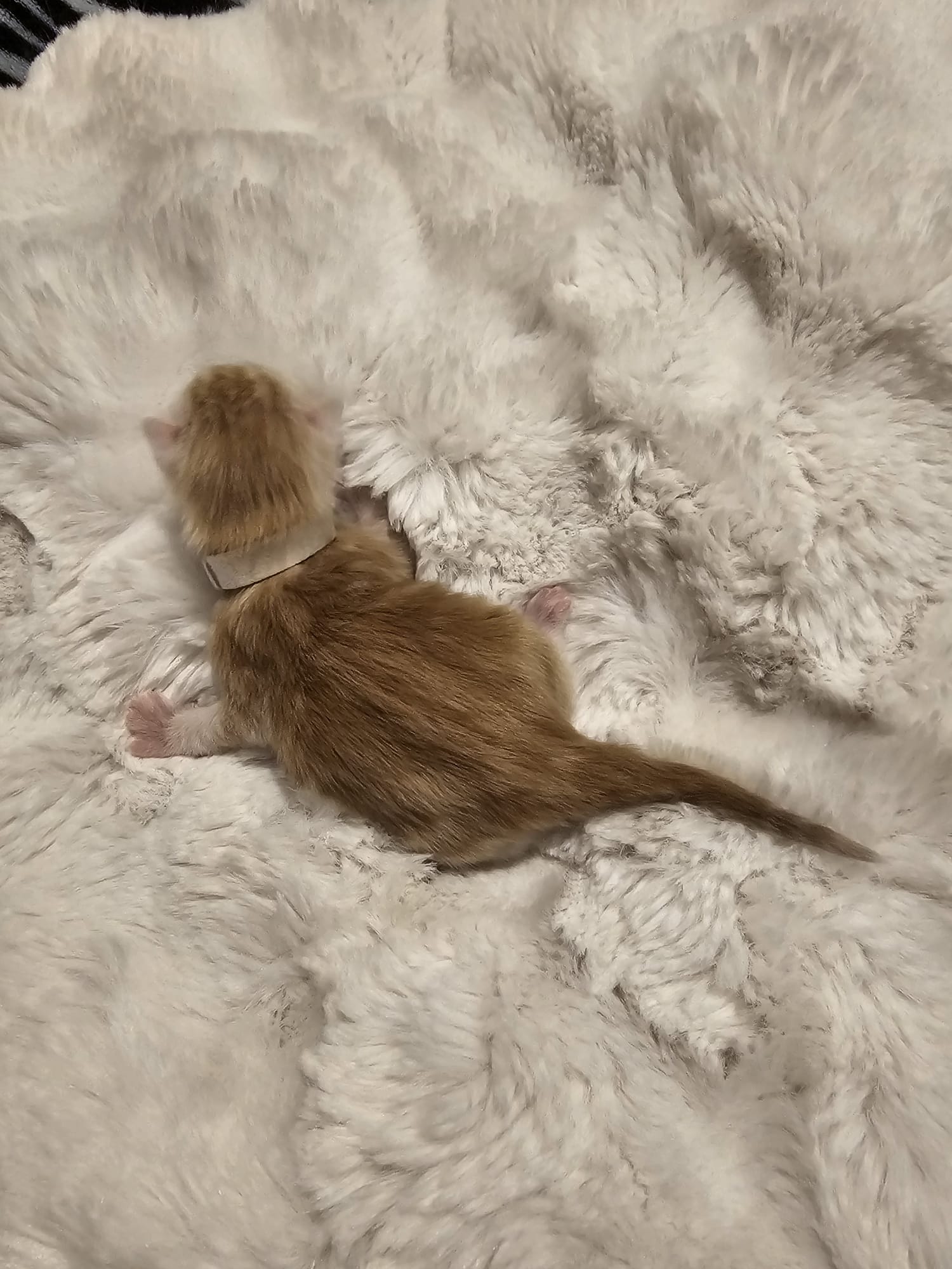 Male collier blanc – Ultia – Chaton Maine Coon