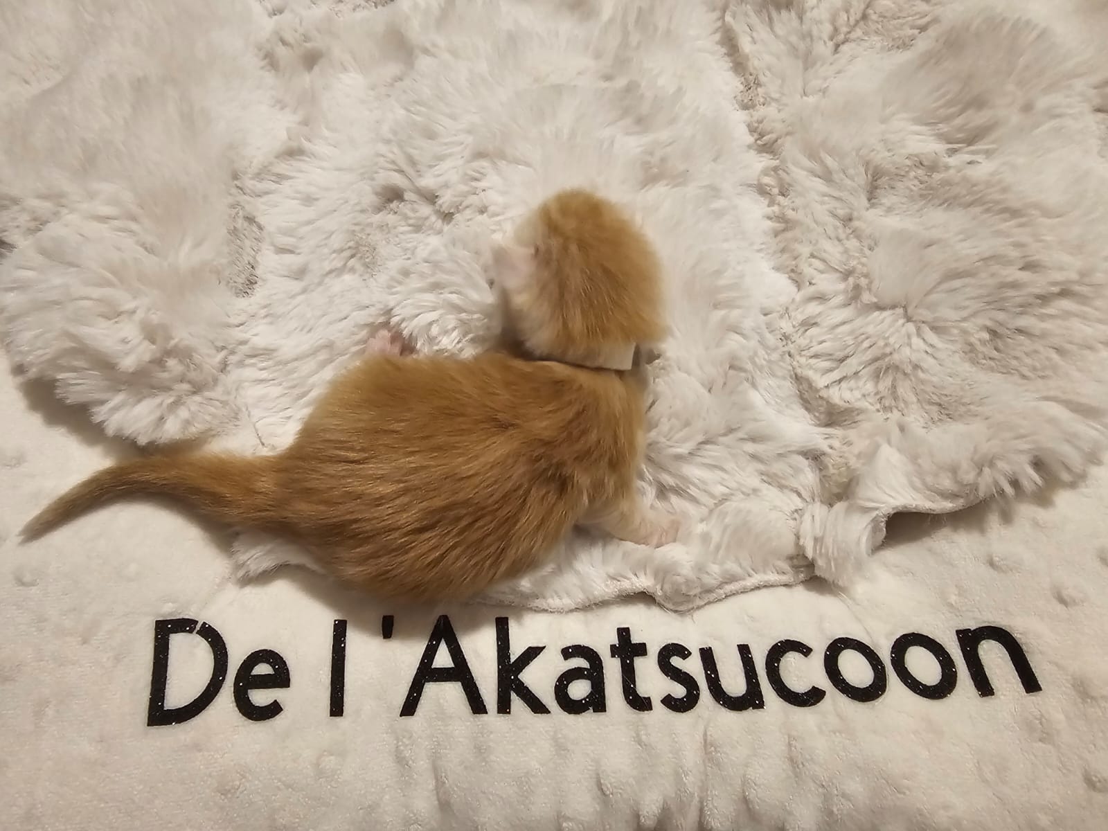 Male collier blanc – Ultia – Chaton Maine Coon