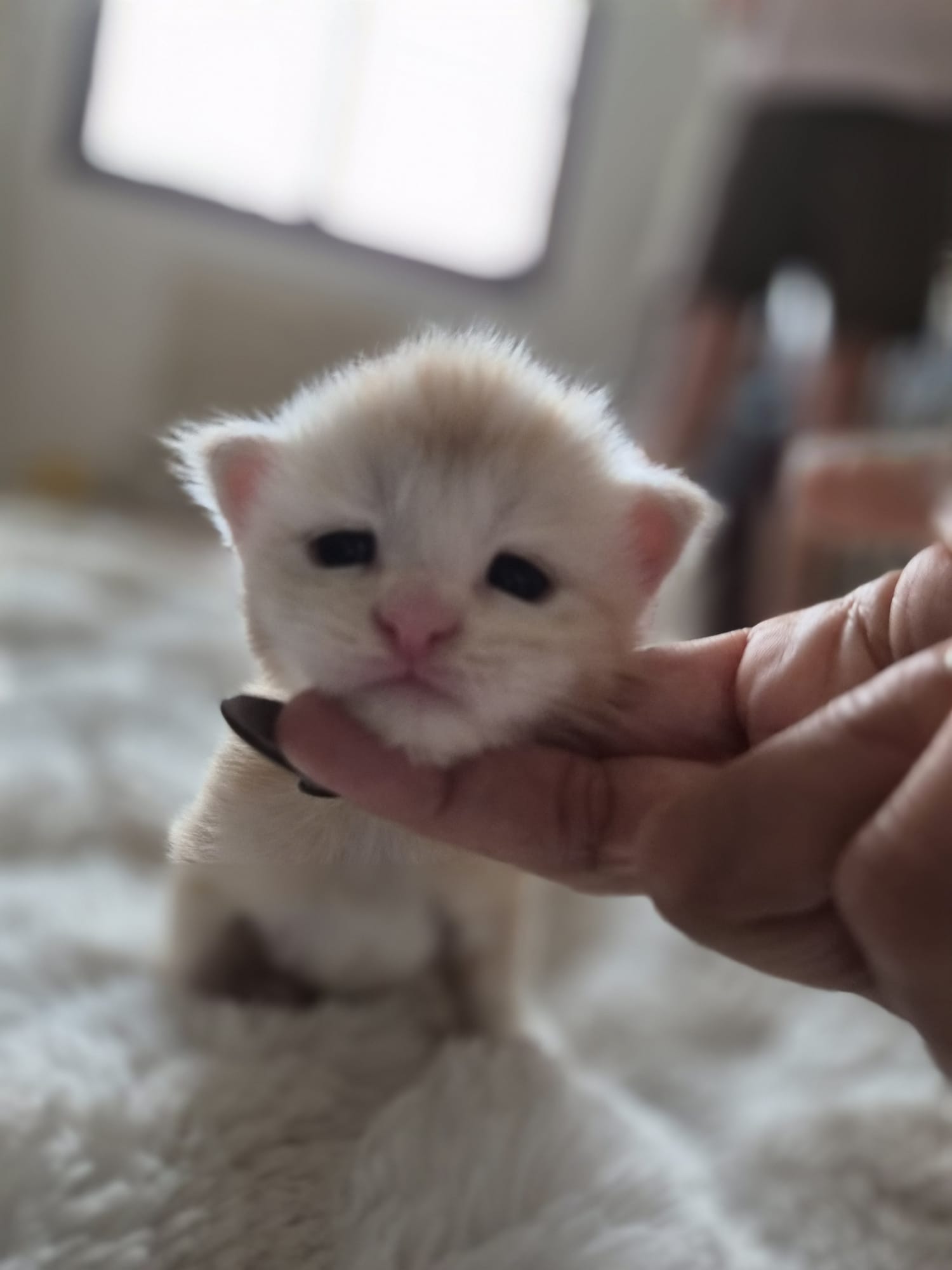 Male collier blanc – Ultia – Chaton Maine Coon