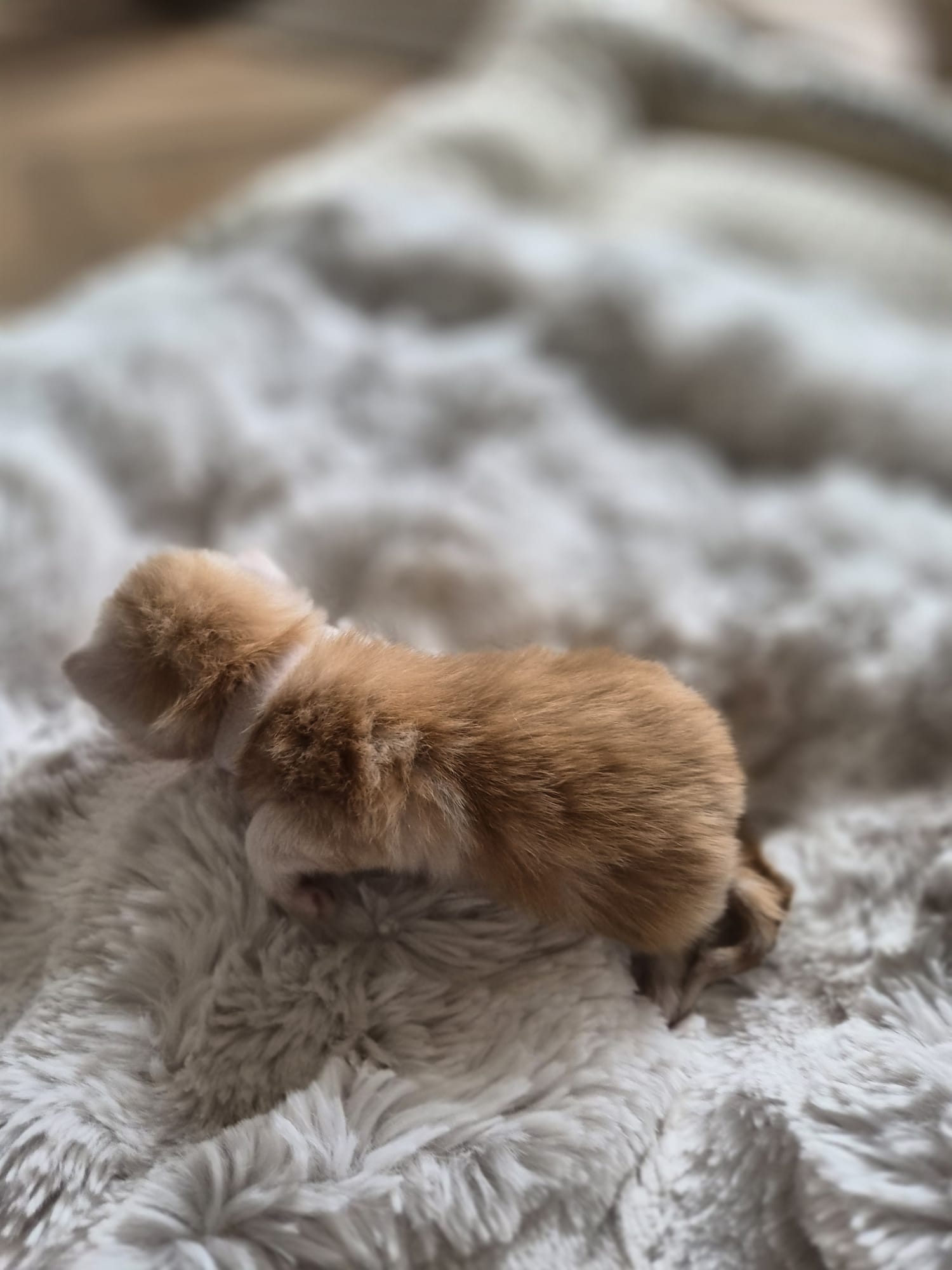 Male collier blanc – Ultia – Chaton Maine Coon