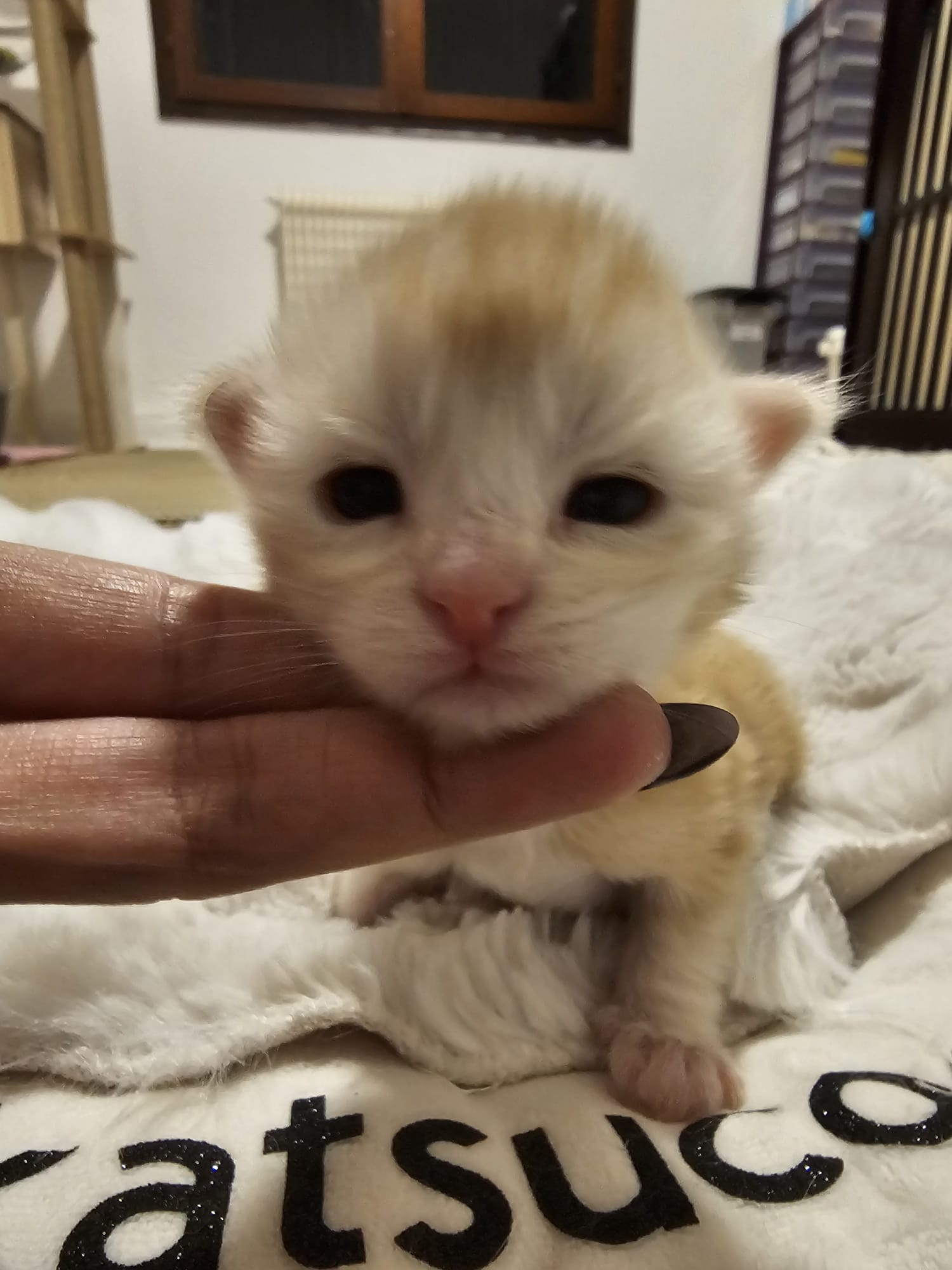 Male collier blanc – Ultia – Chaton Maine Coon