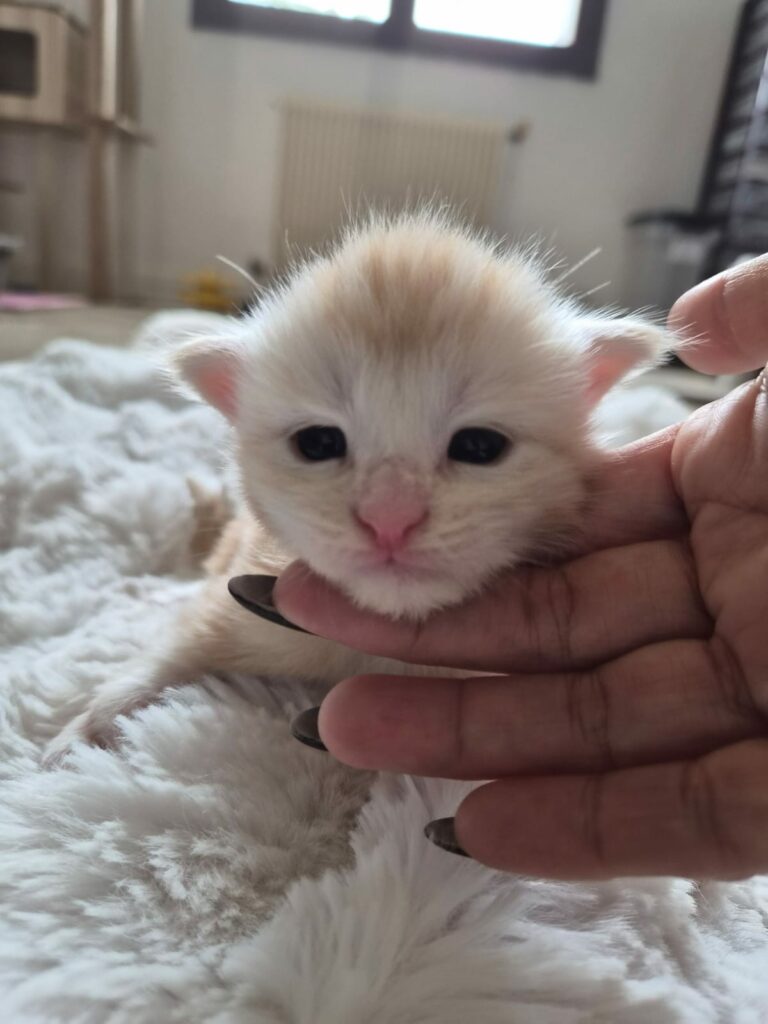 Male collier blanc - Ultia - Chaton Maine Coon