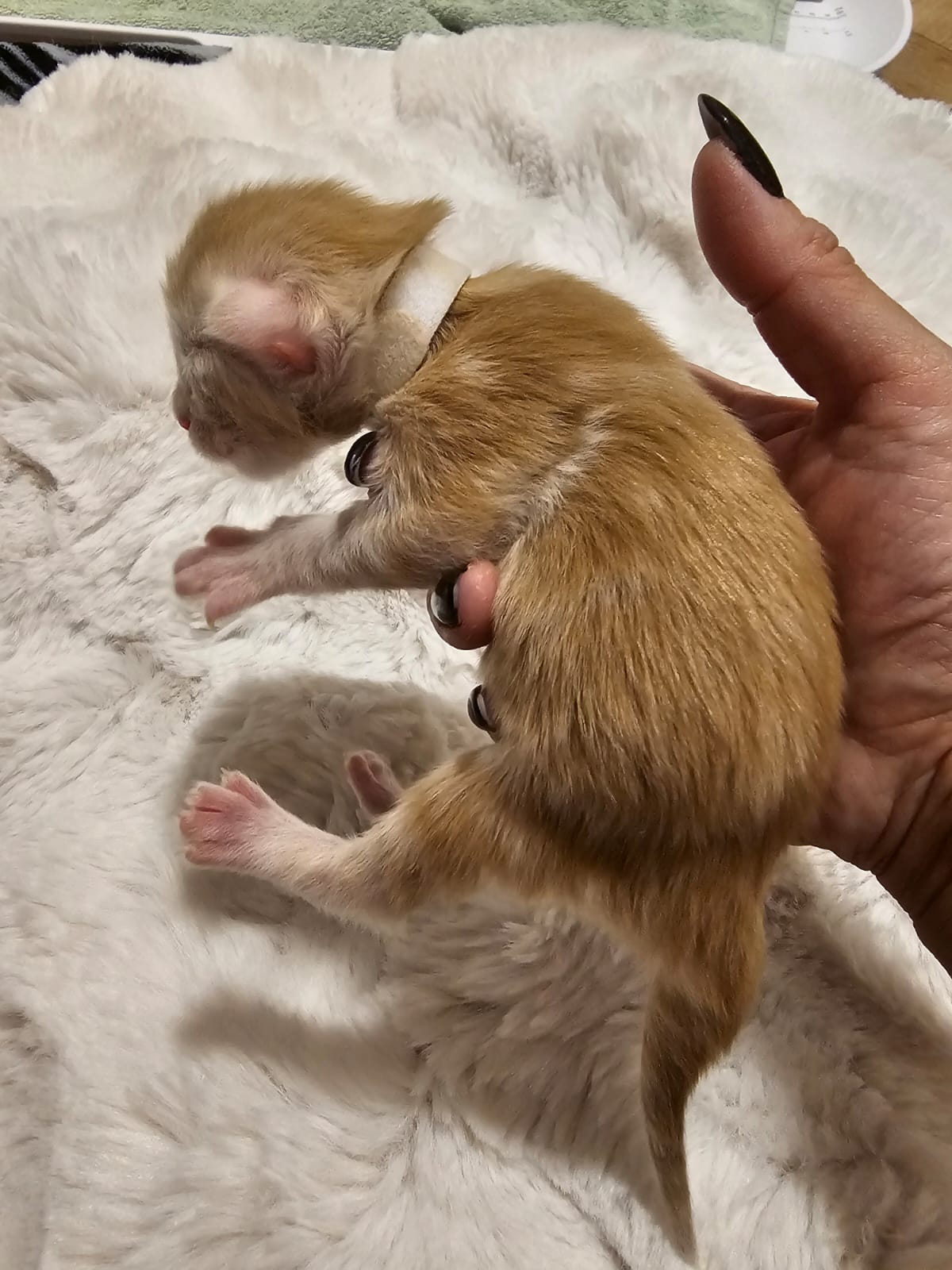 Male collier blanc – Ultia – Chaton Maine Coon