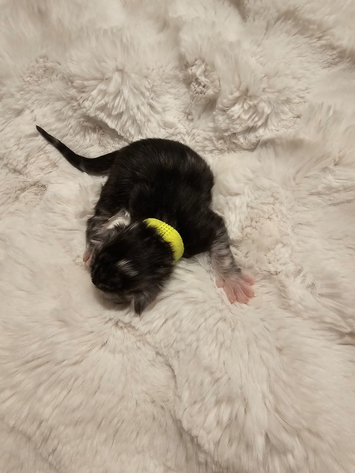 Femelle collier vert fluo – Ultia – Chaton Maine Coon