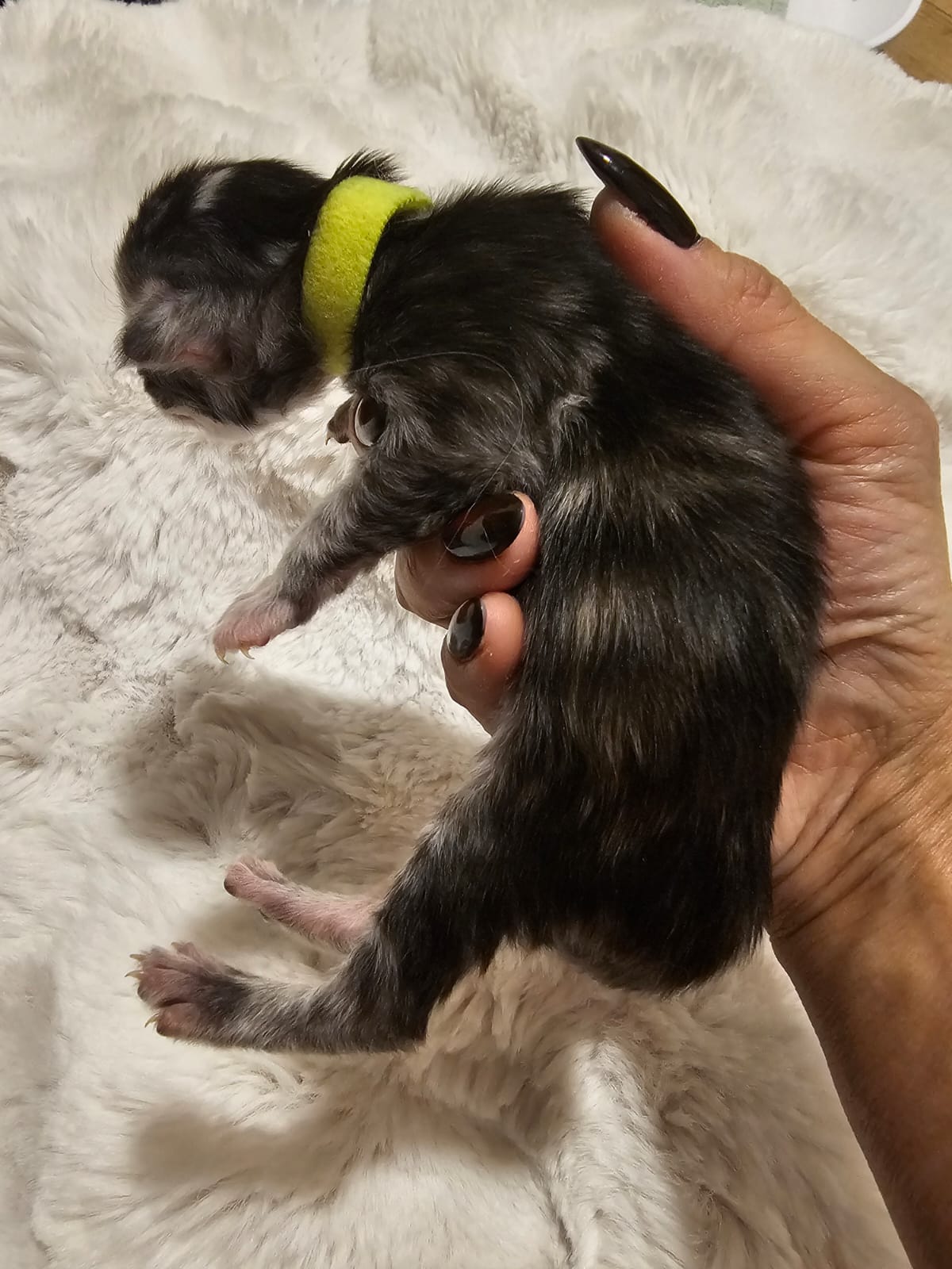 Femelle collier vert fluo – Ultia – Chaton Maine Coon