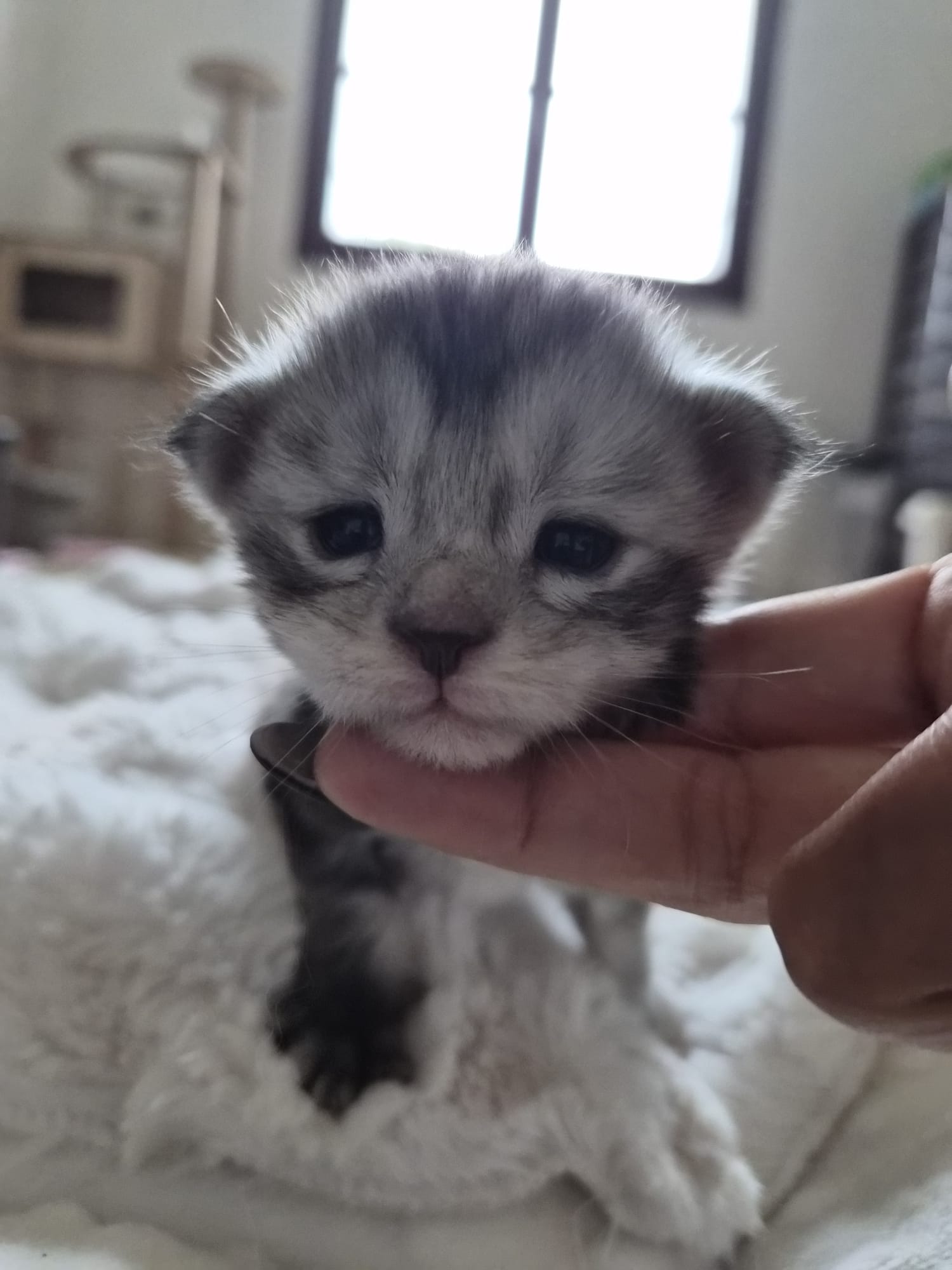 Femelle collier vert fluo – Ultia – Chaton Maine Coon