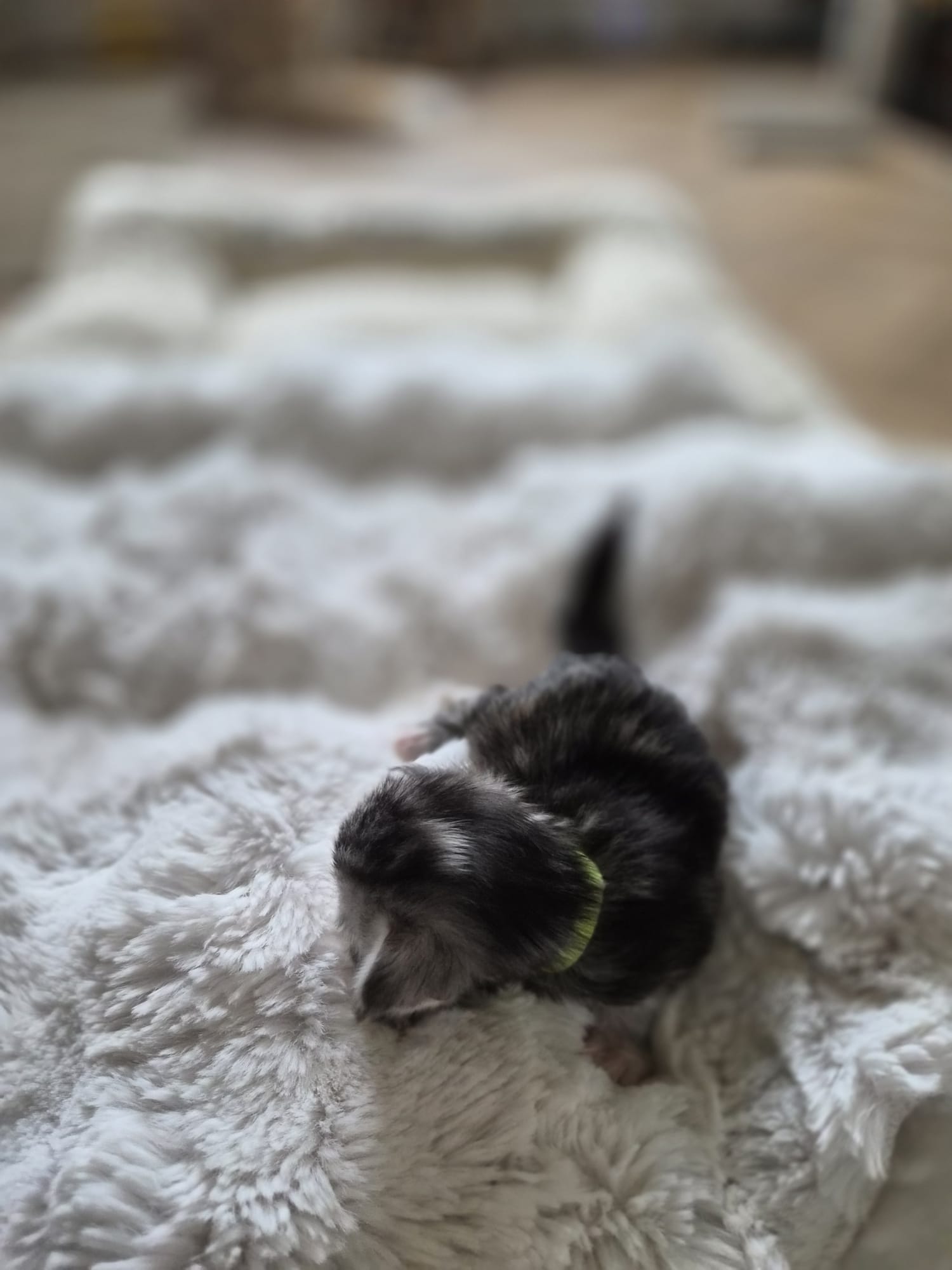 Femelle collier vert fluo – Ultia – Chaton Maine Coon