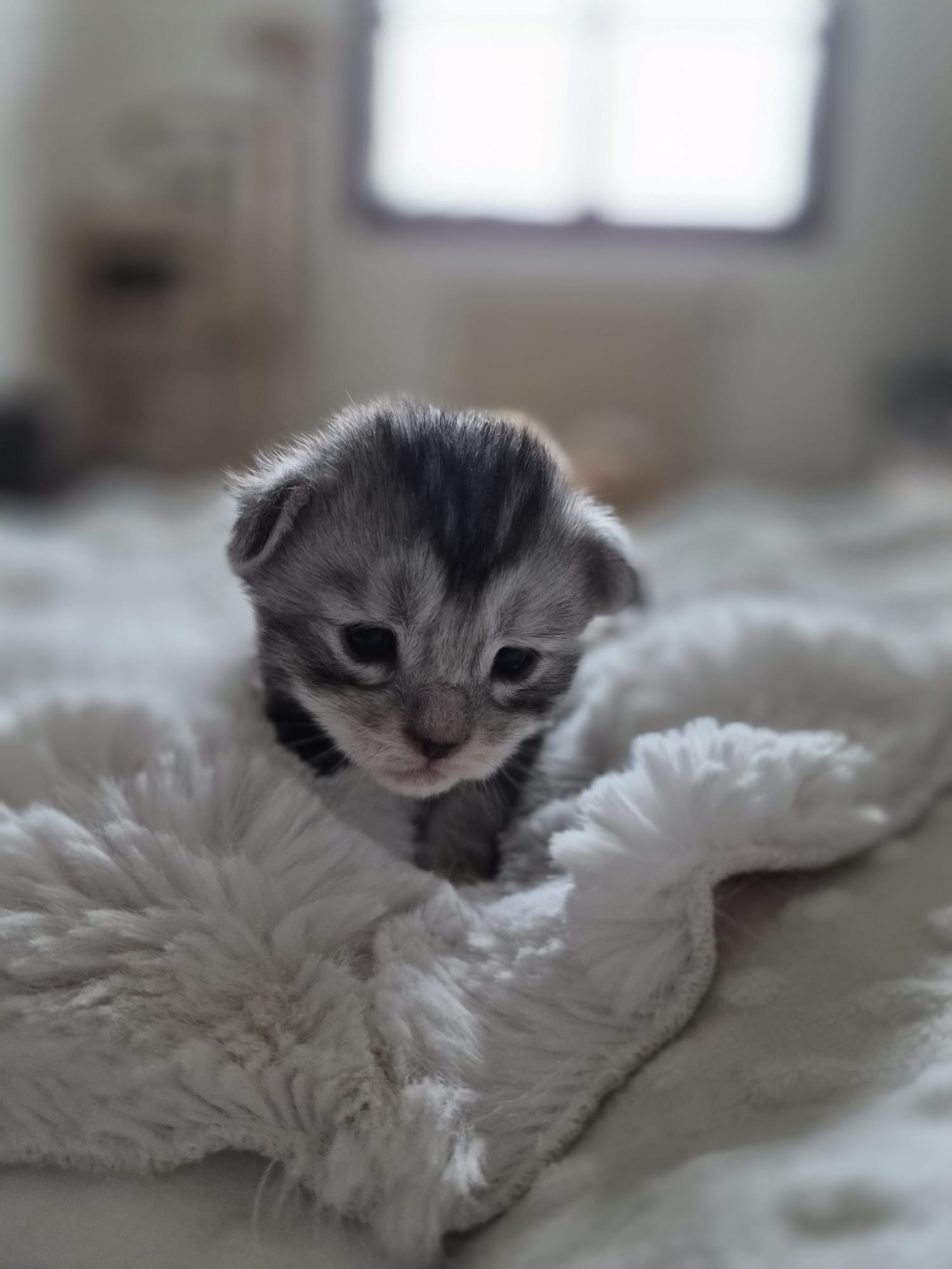 Femelle collier vert fluo – Ultia – Chaton Maine Coon