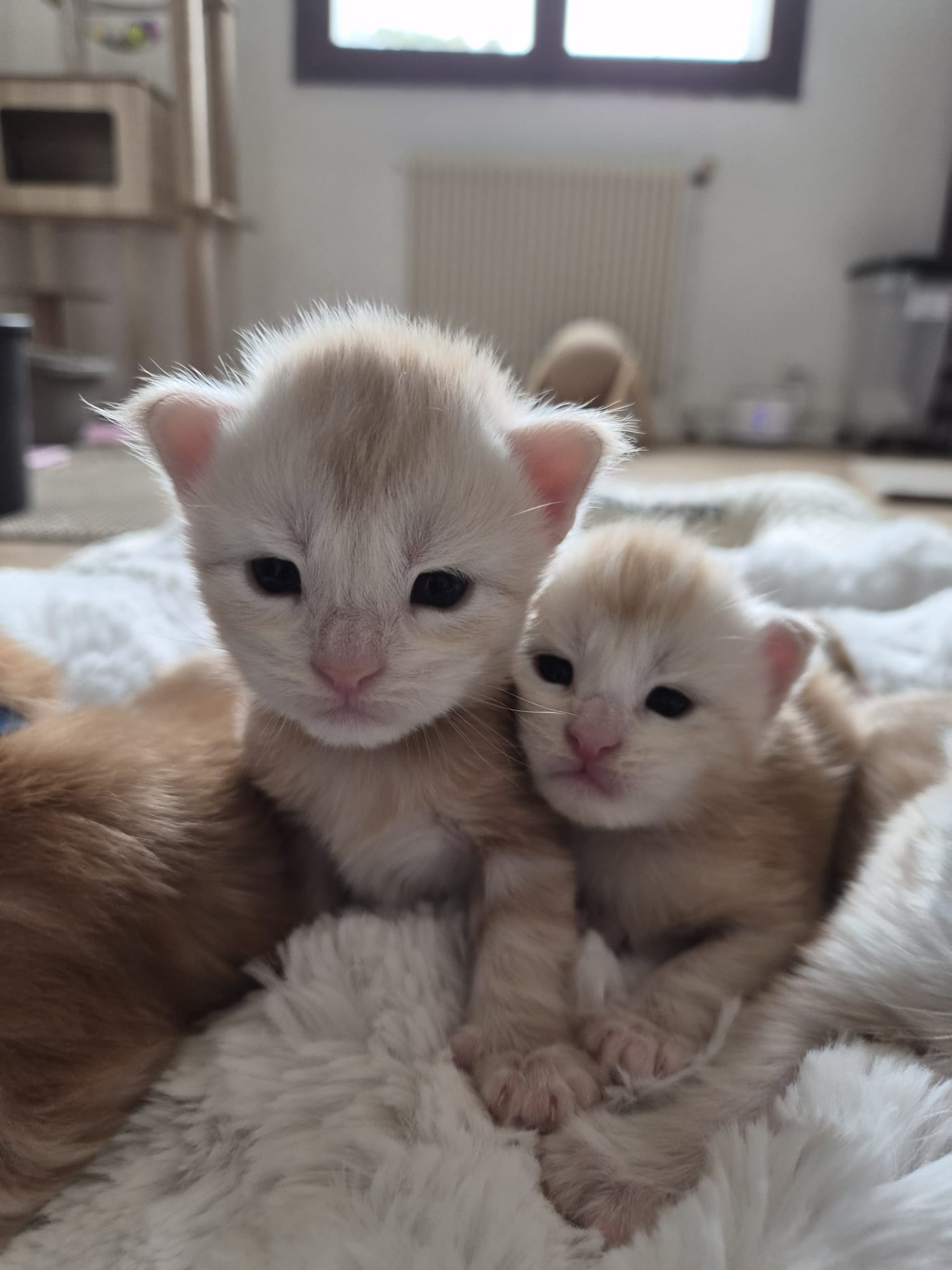 Chaton Maine Coon Chatterie de l&rsquo;Akatsucoon