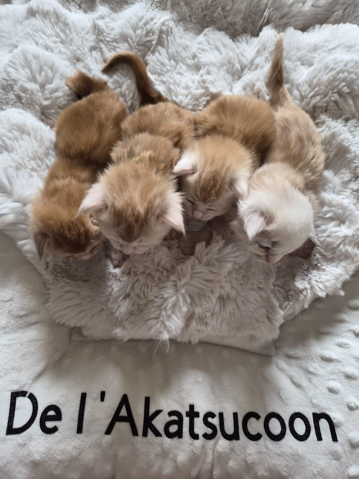 Chaton Maine Coon Chatterie de l'Akatsucoon