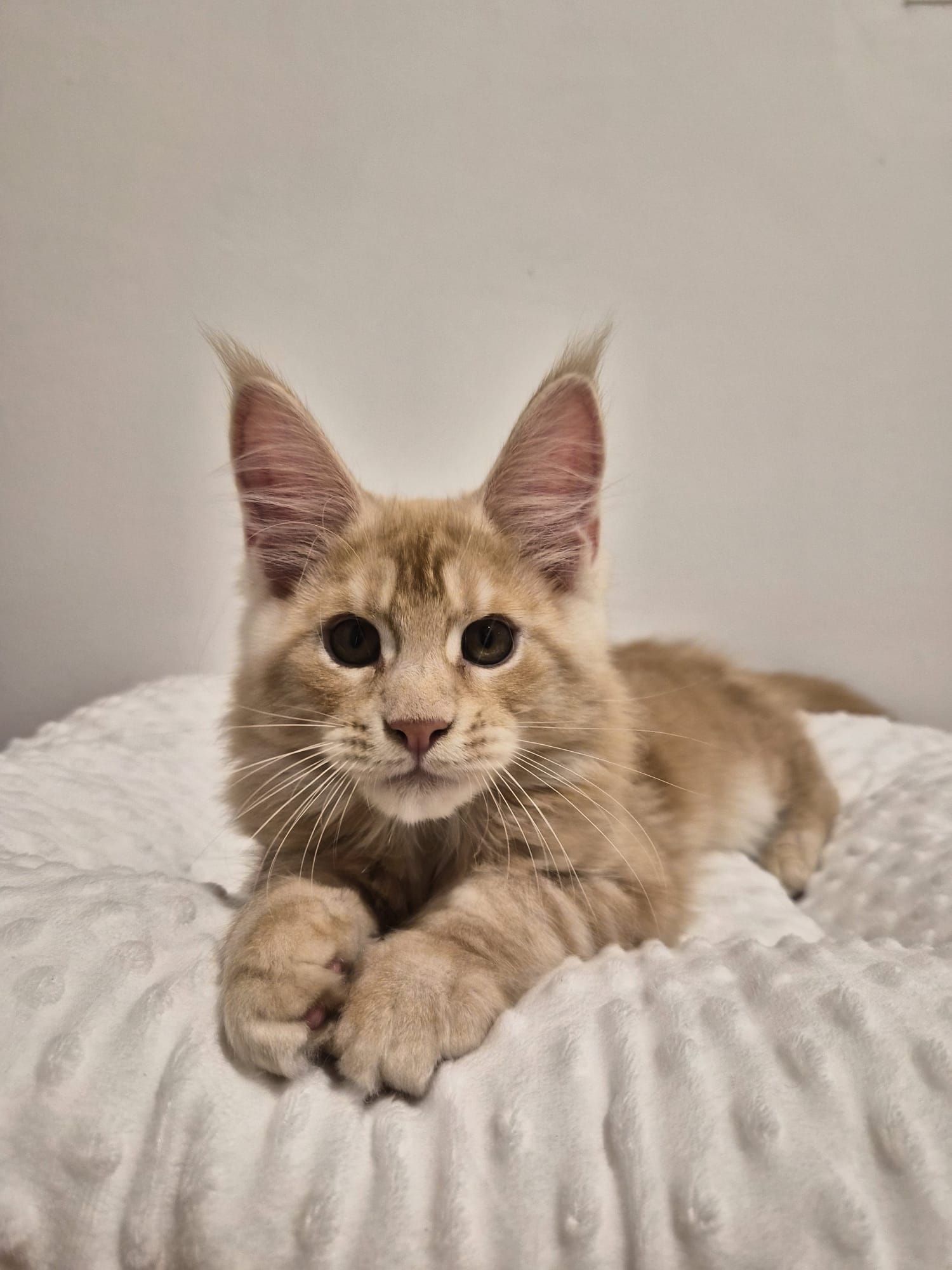 Apollon – Chaton Male