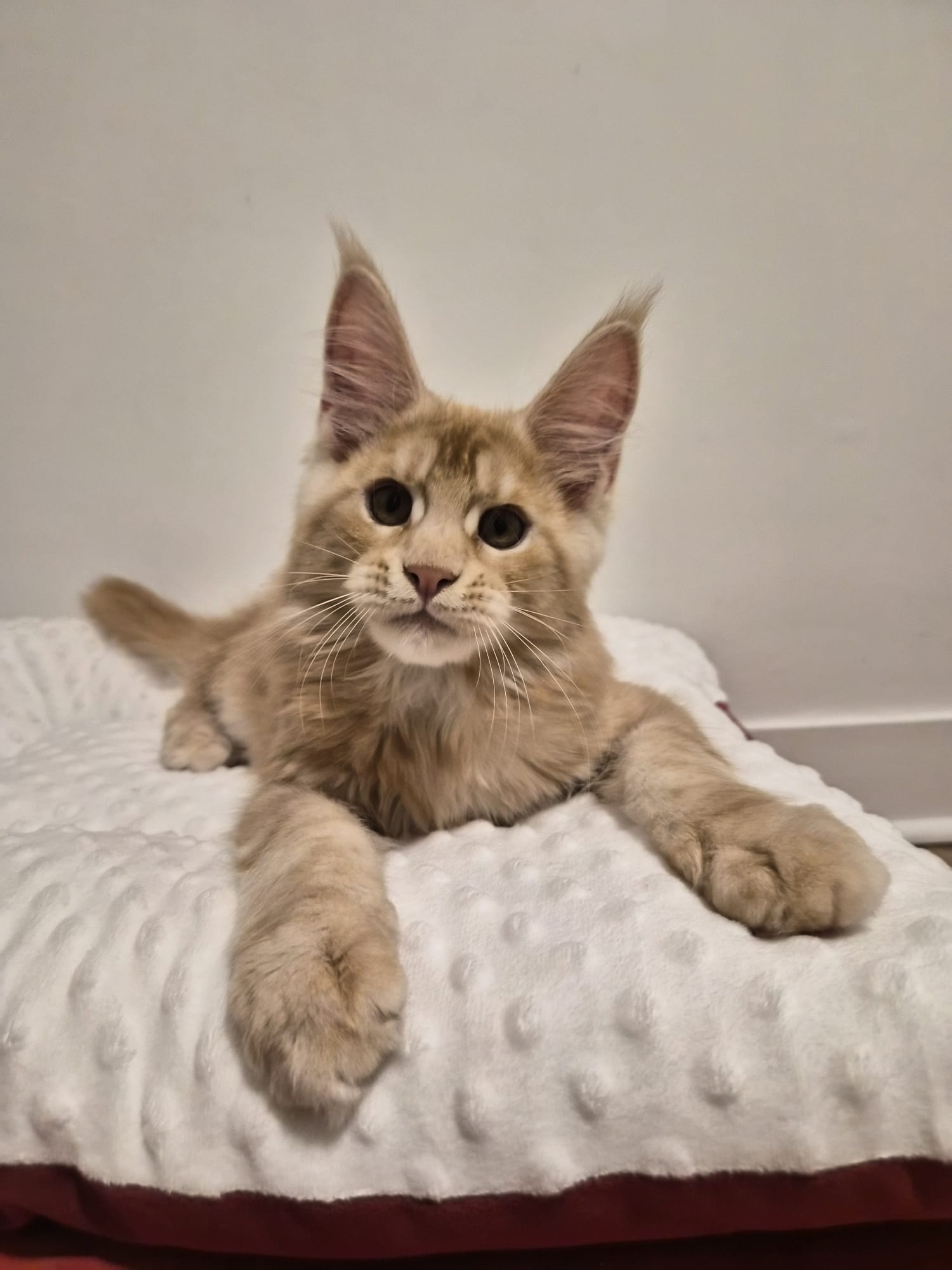 Apollon – Chaton Male