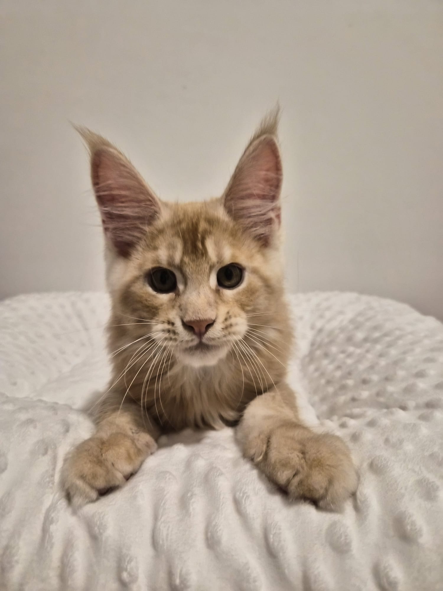 Apollon – Chaton Male