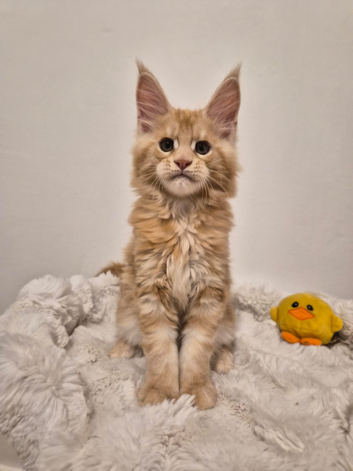 Apollon – Chaton Male