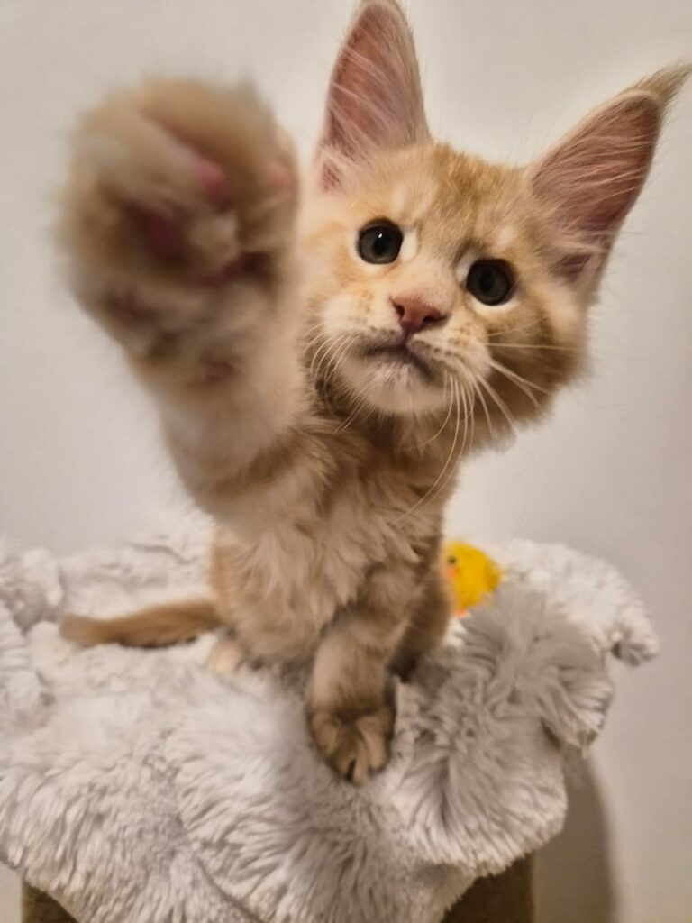 Apollon - Chaton Male