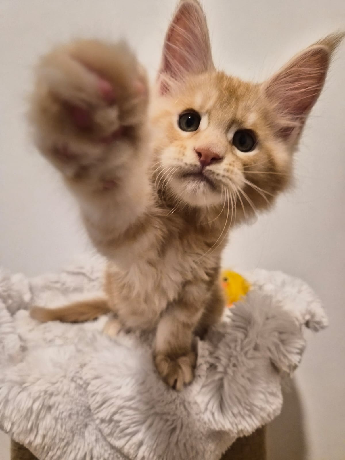 Apollon - Chaton Male