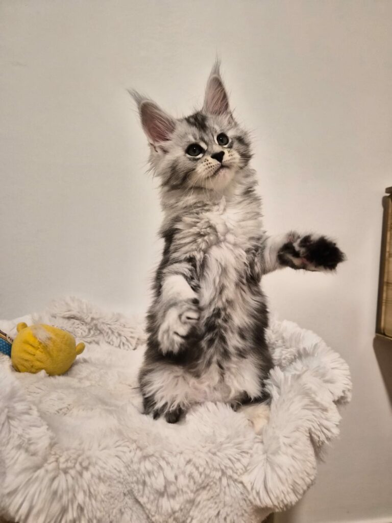 Anya - Chaton Femelle
