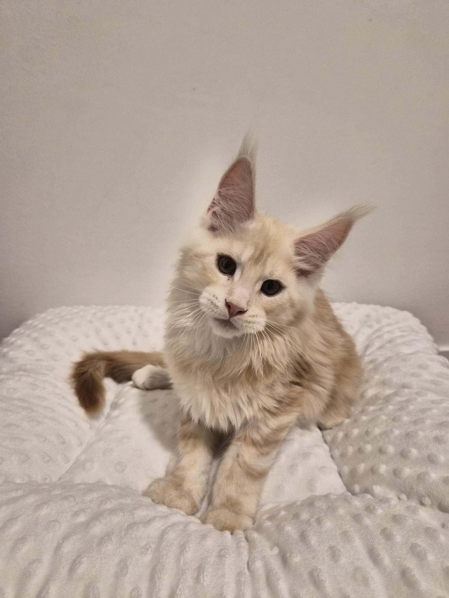 Azzaro – Chaton Male