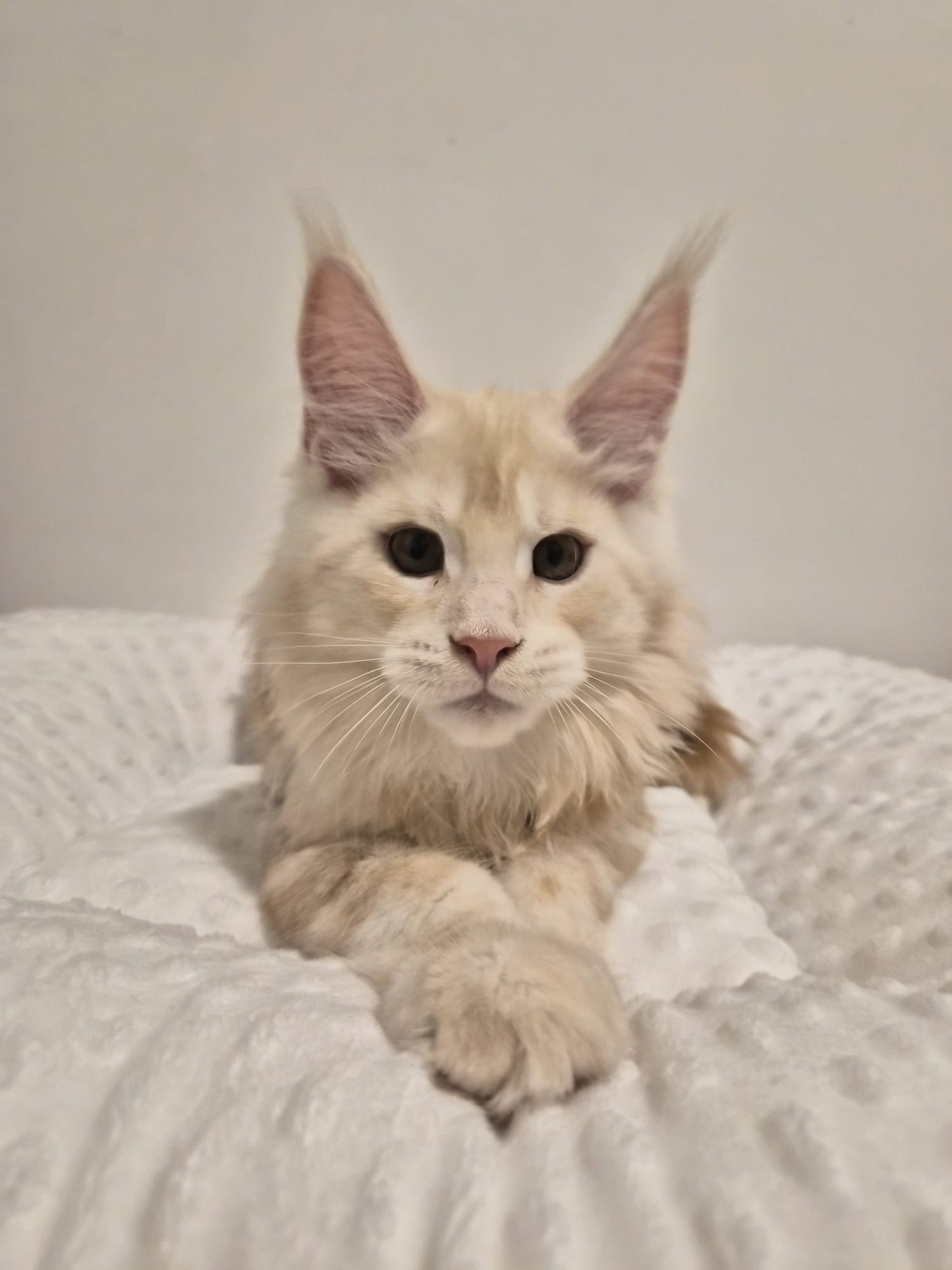 Azzaro – Chaton Male