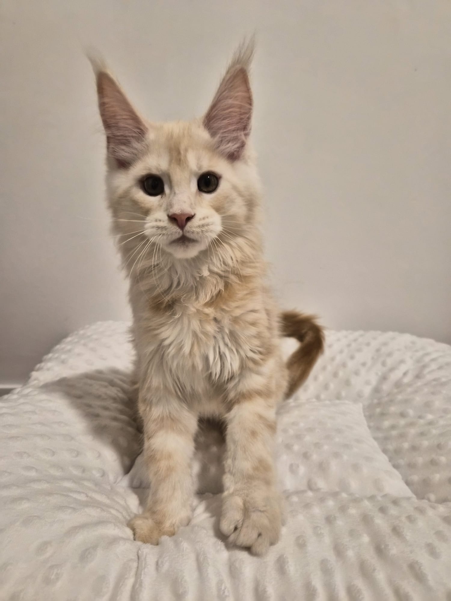 Azzaro - Chaton Male