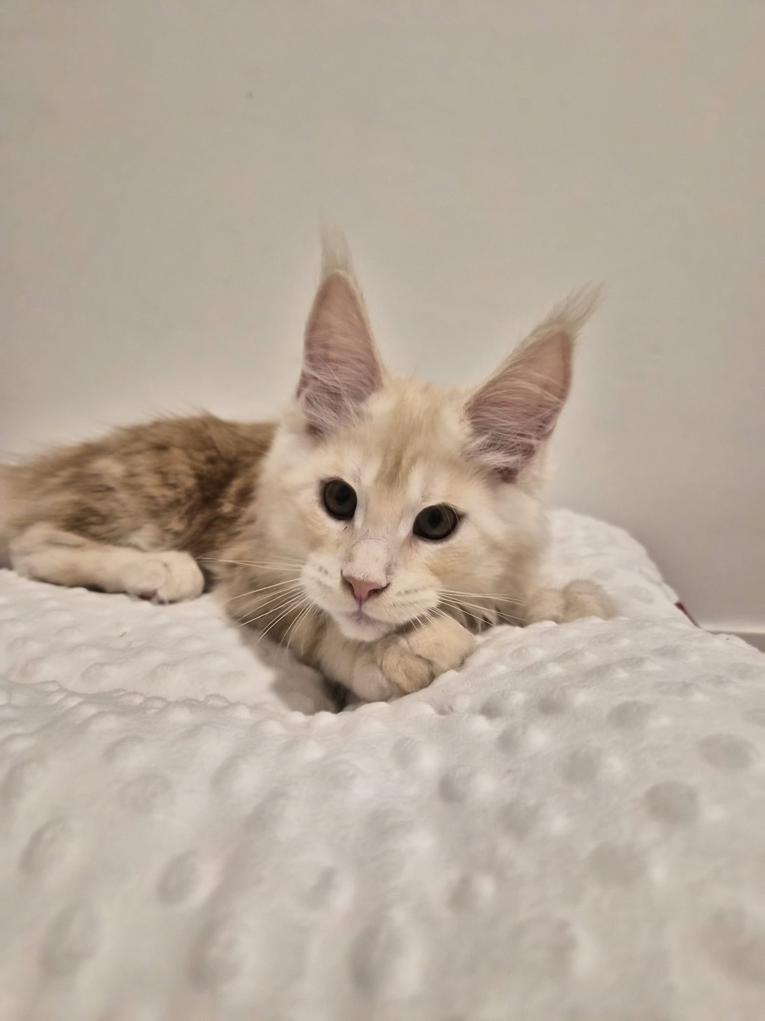 Azzaro – Chaton Male