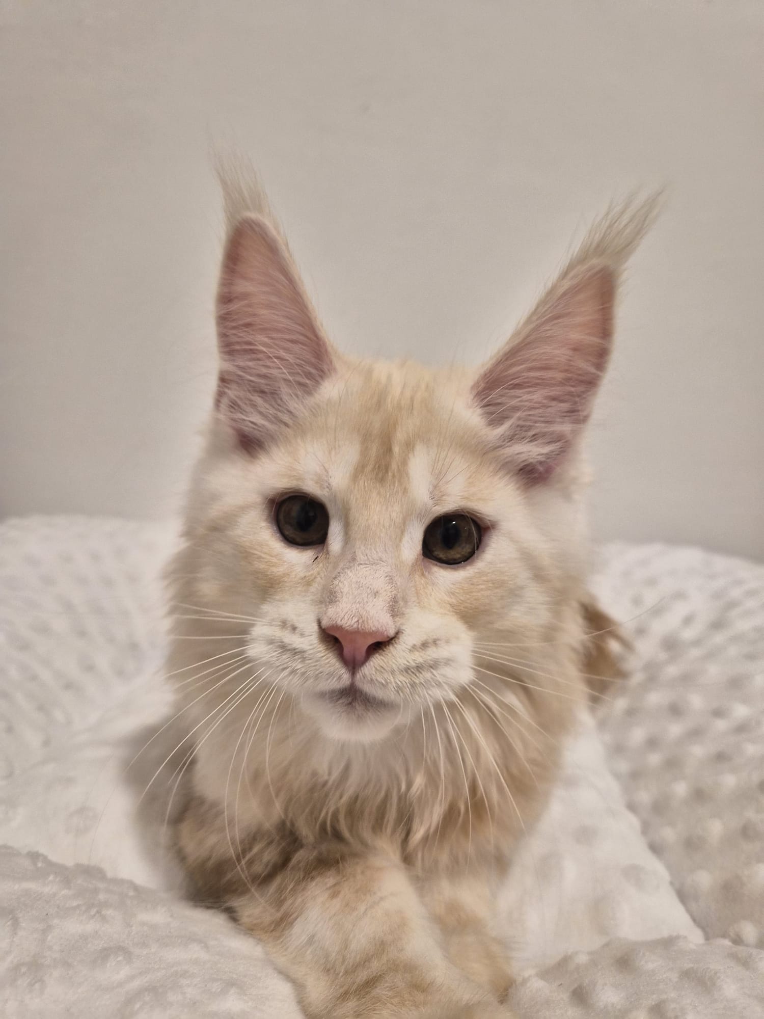 Azzaro – Chaton Male