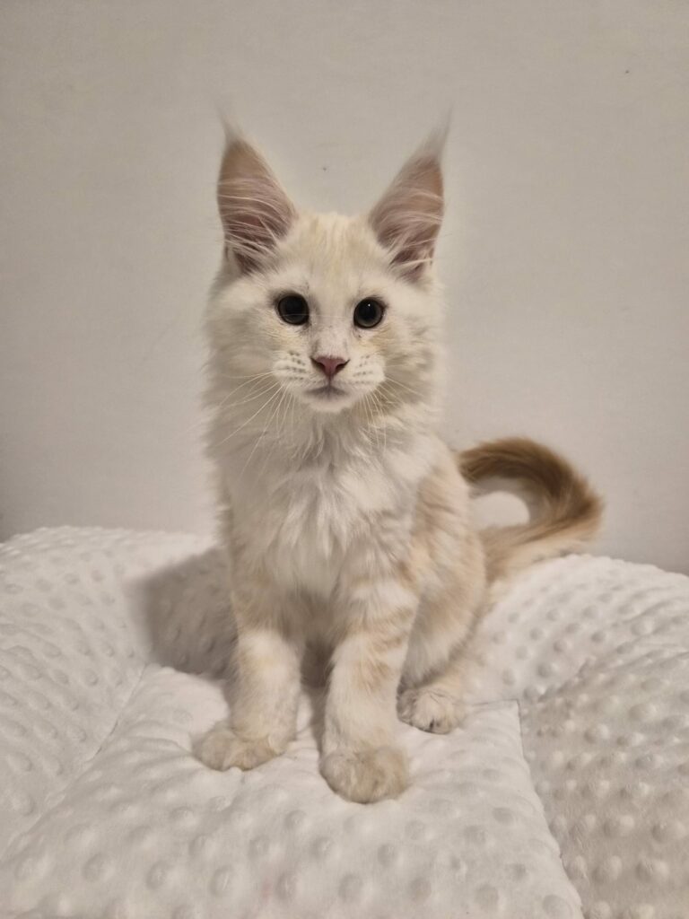 Aristote - Chaton