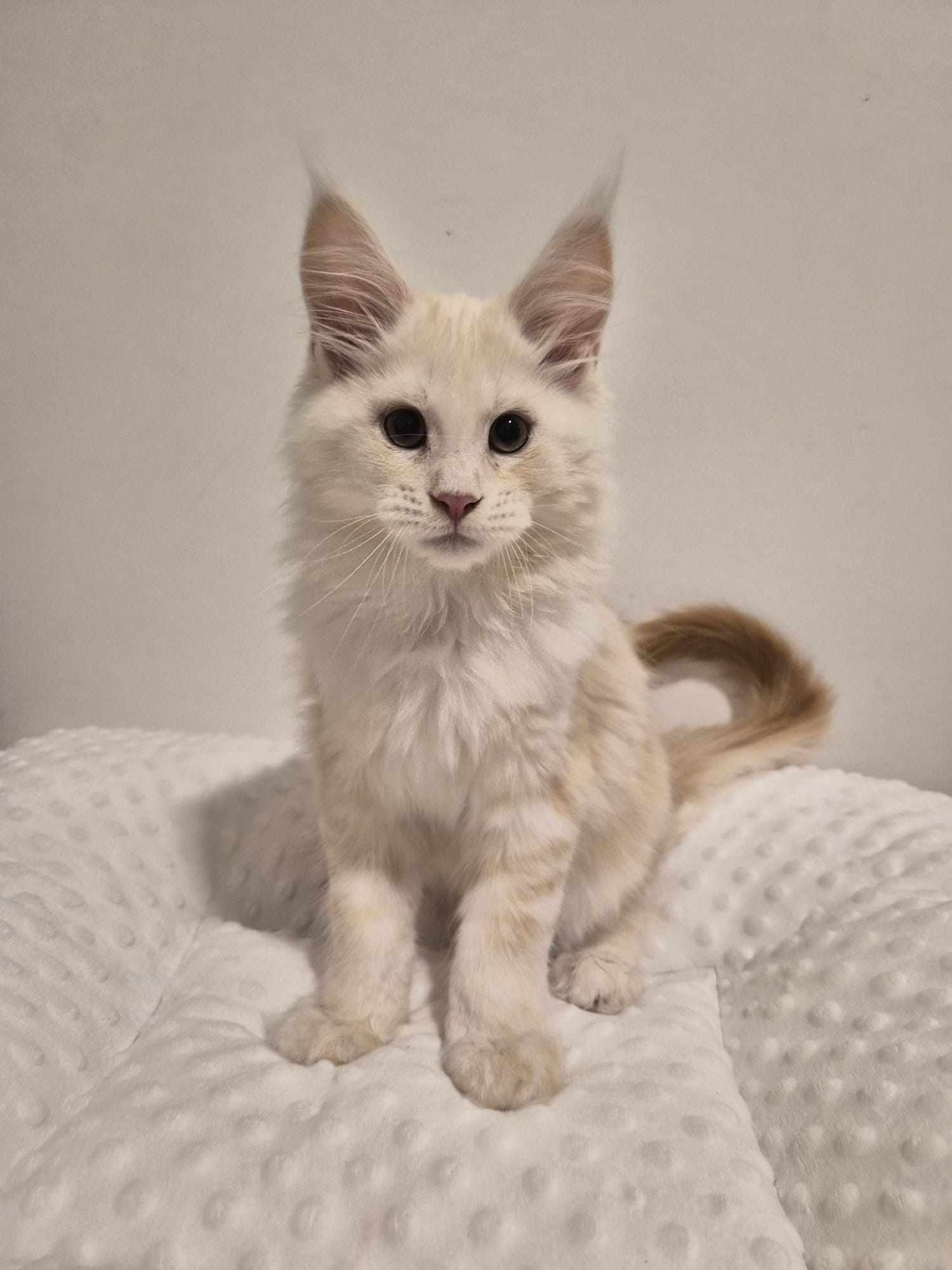 Aristote - Chaton