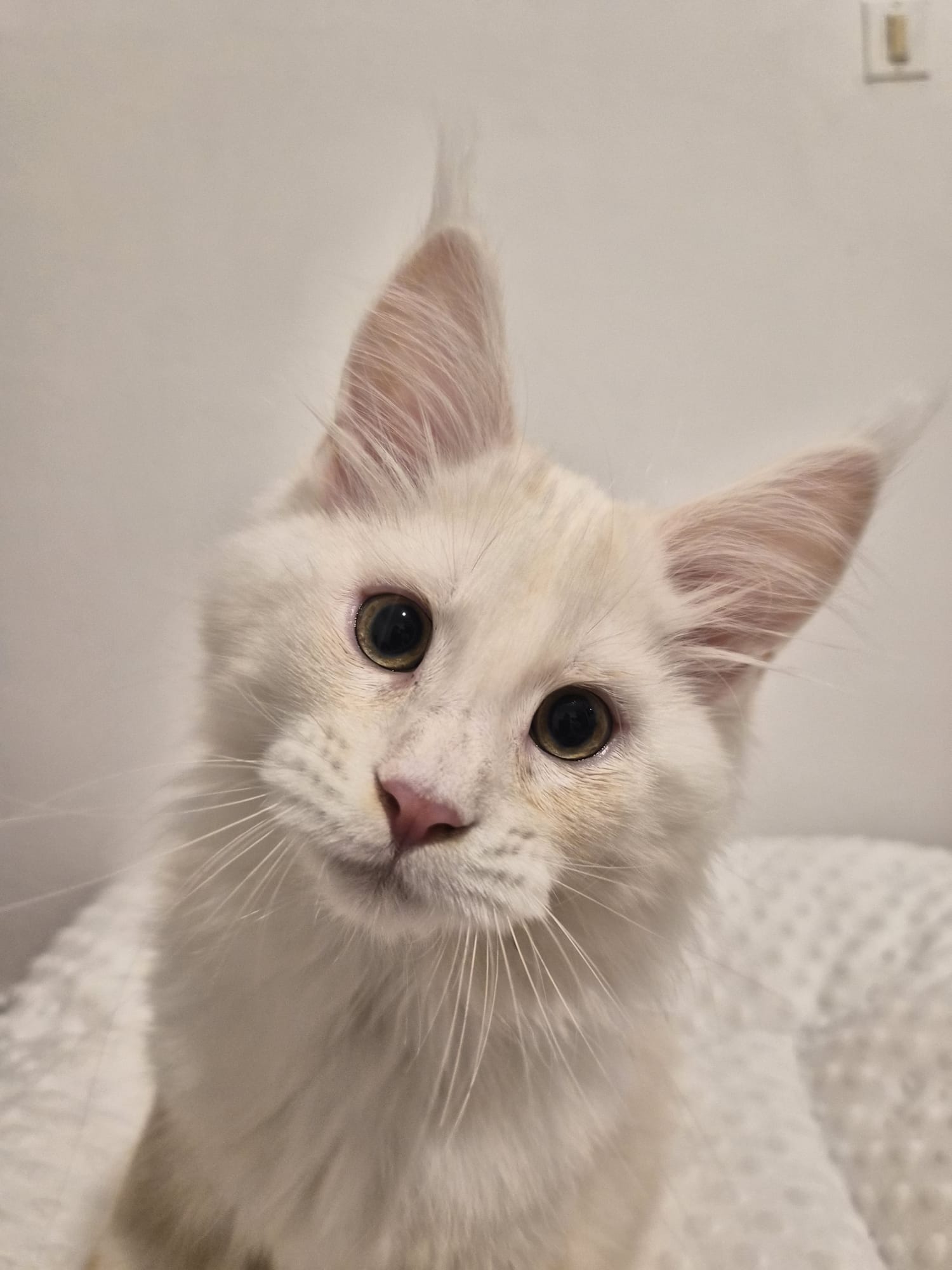 Aristote – Chaton