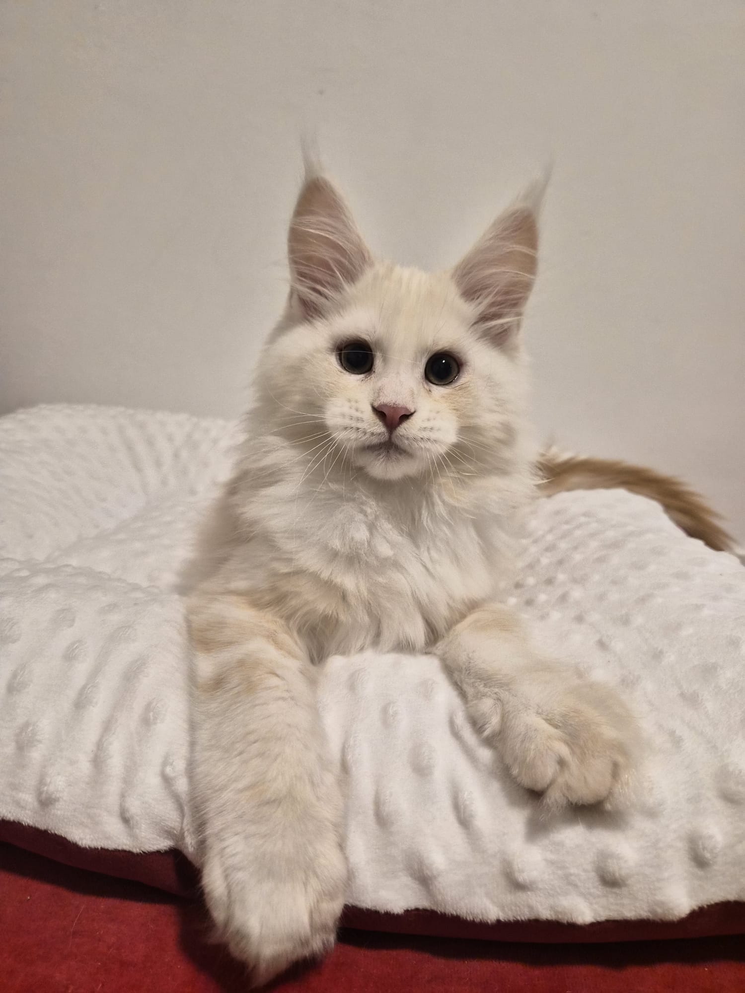 Aristote – Chaton