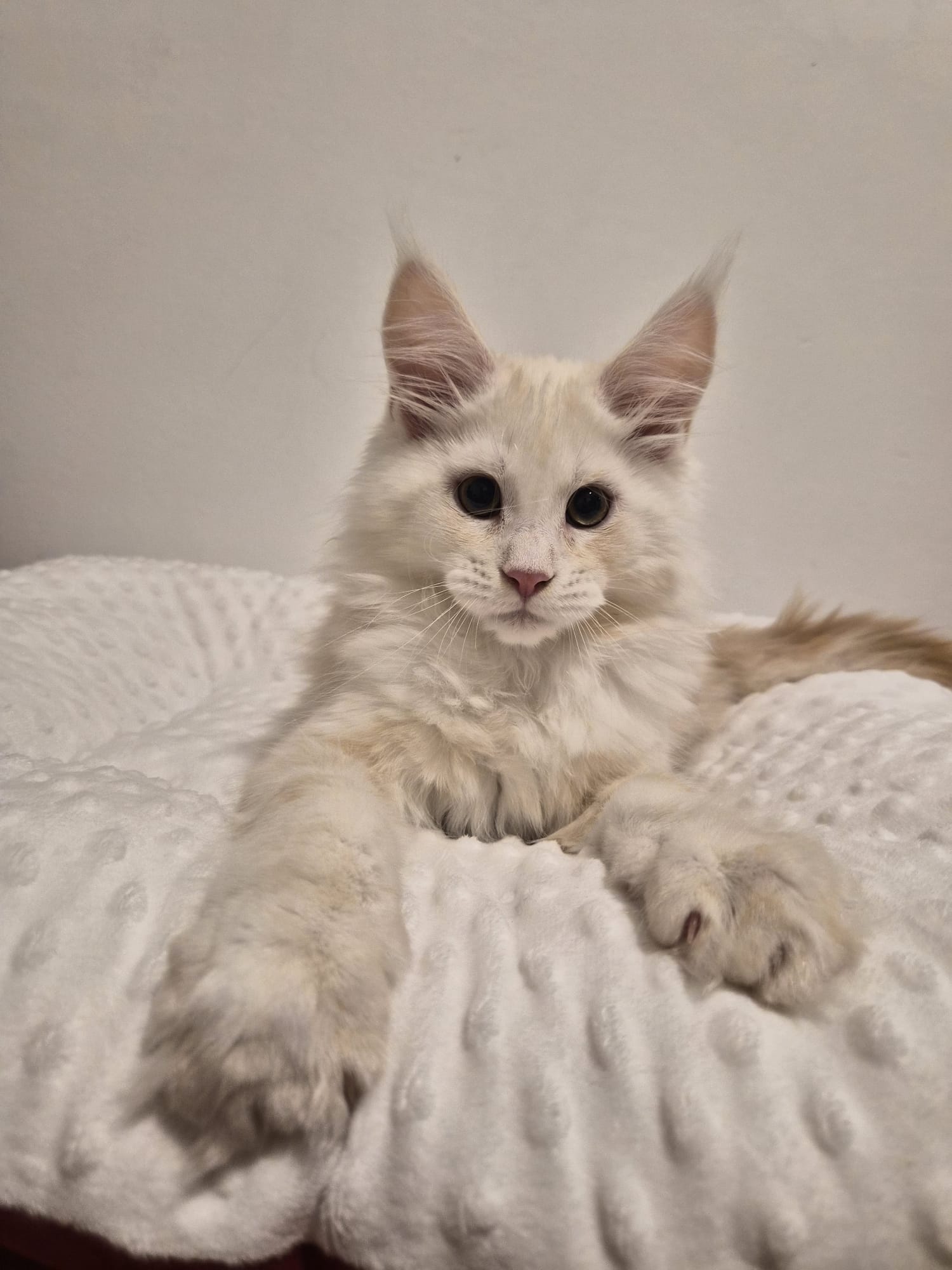 Aristote – Chaton