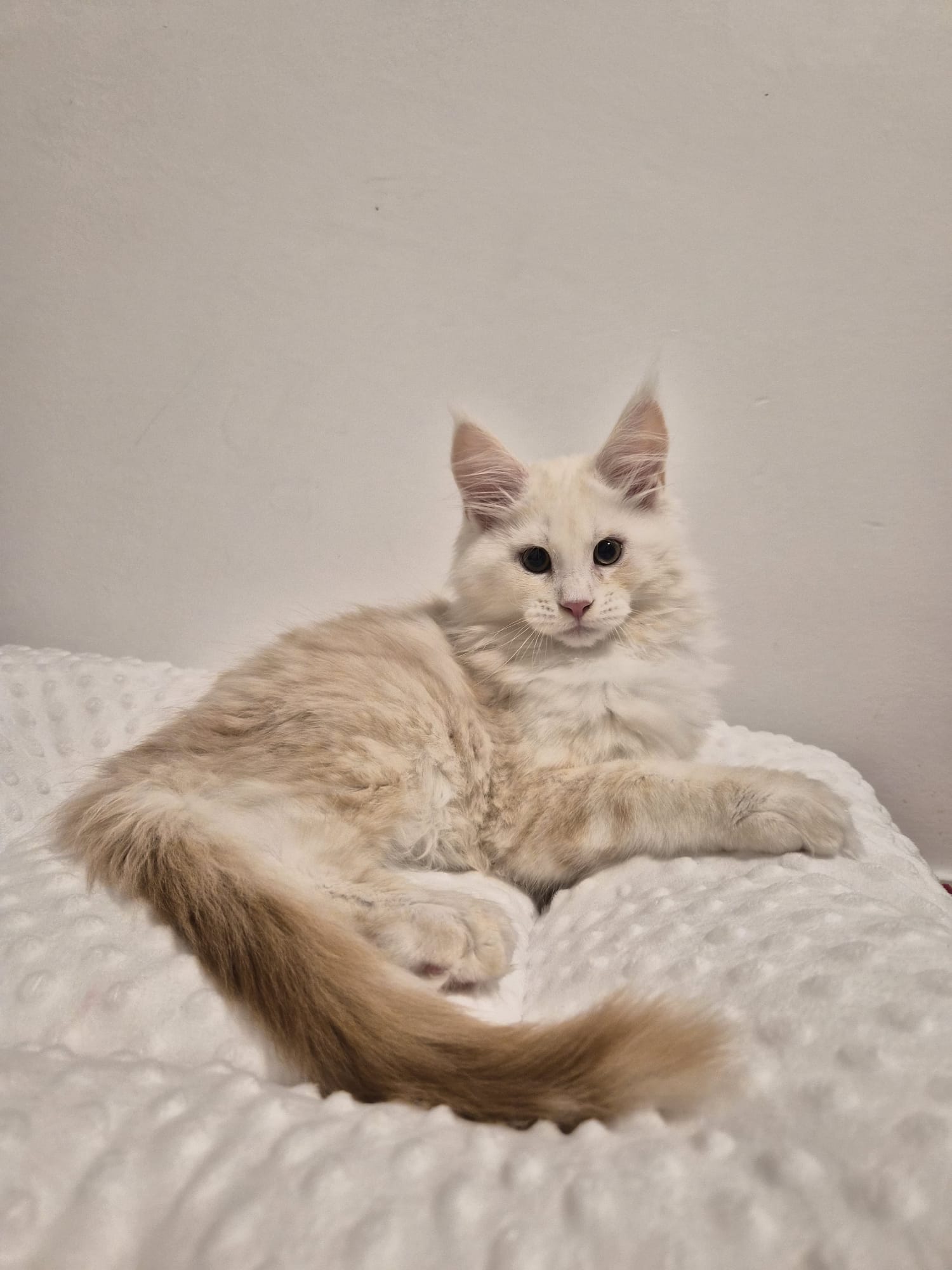 Aristote – Chaton