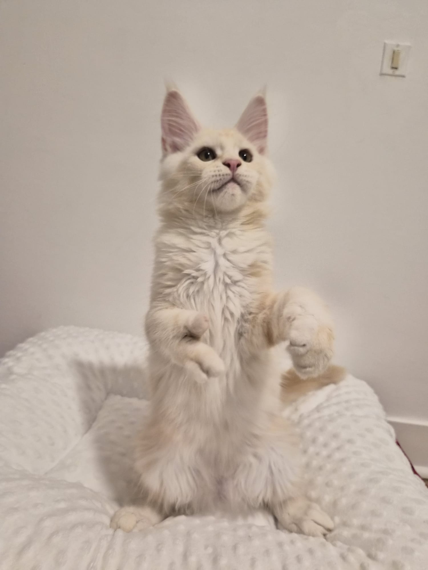 Arold – Chaton Male