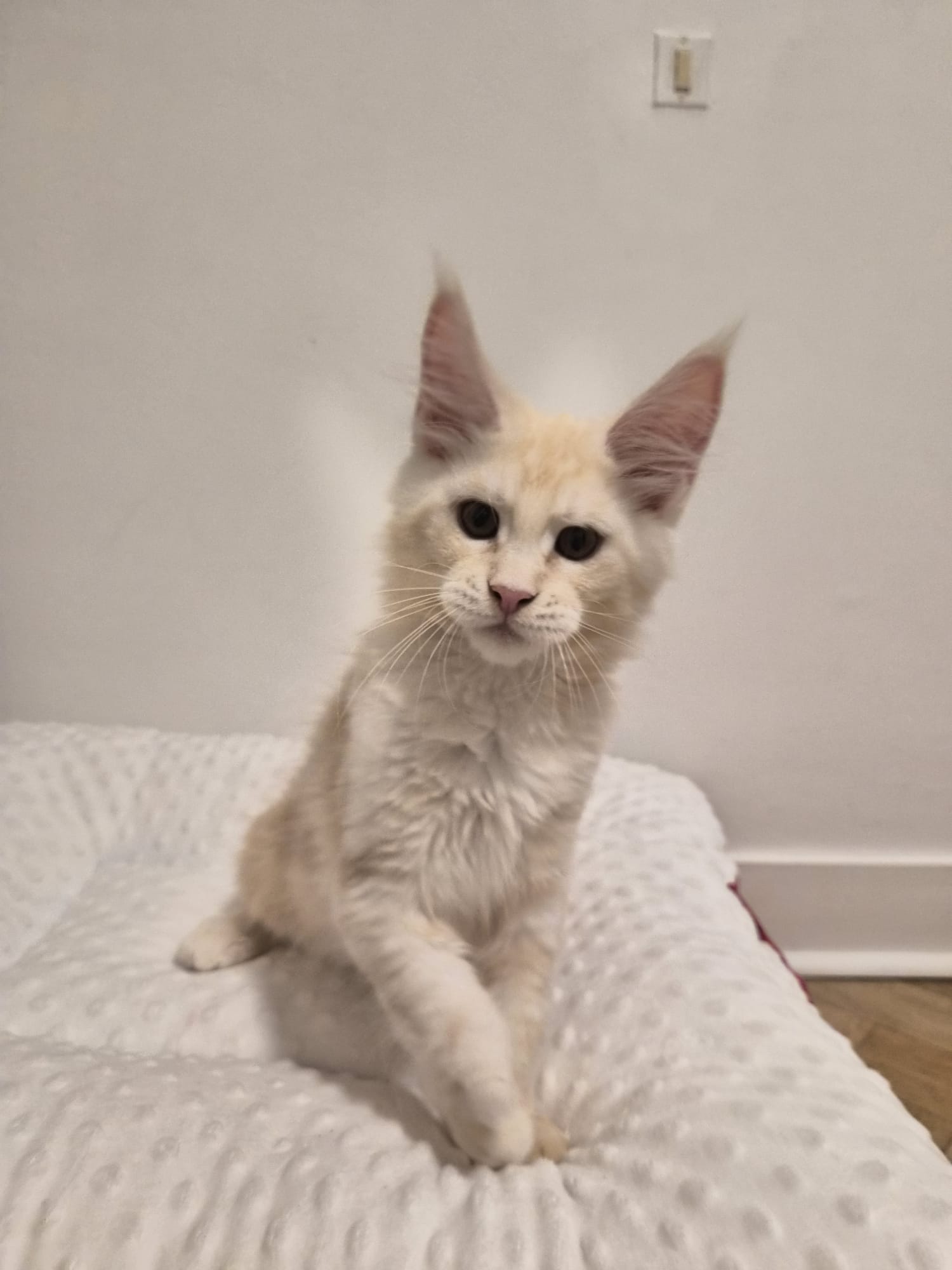 Arold – Chaton Male