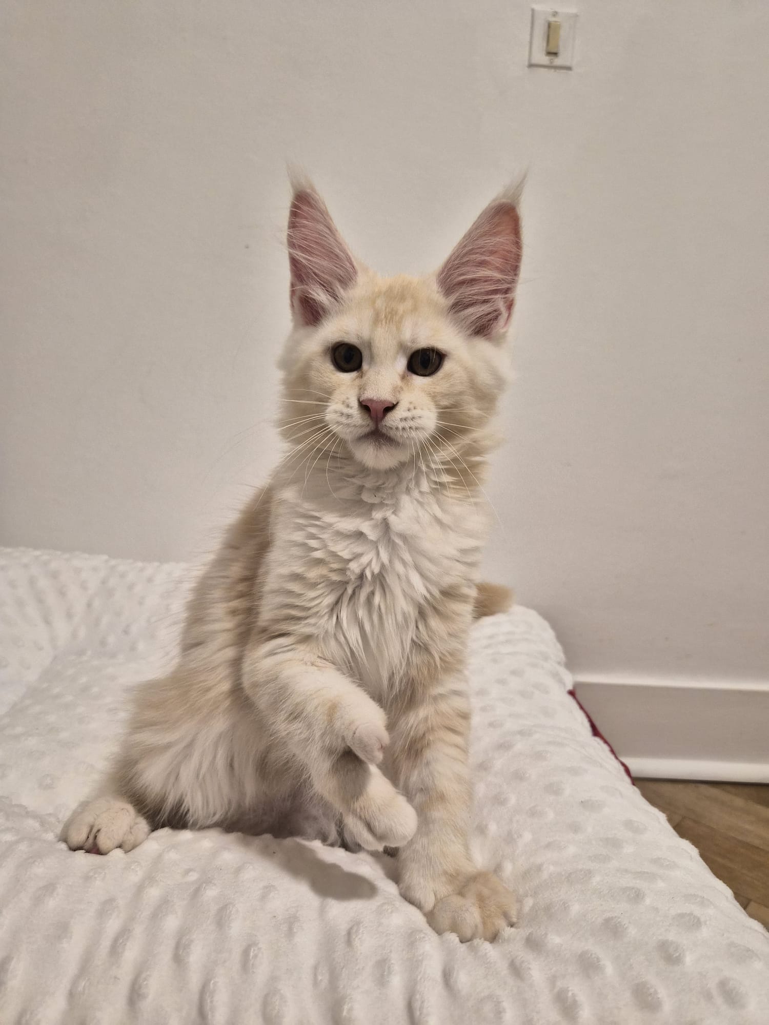 Arold – Chaton Male