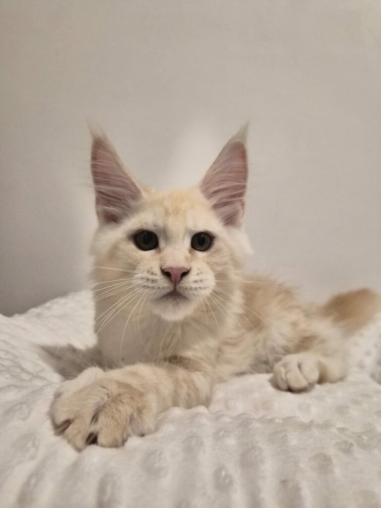 Arold - Chaton Male