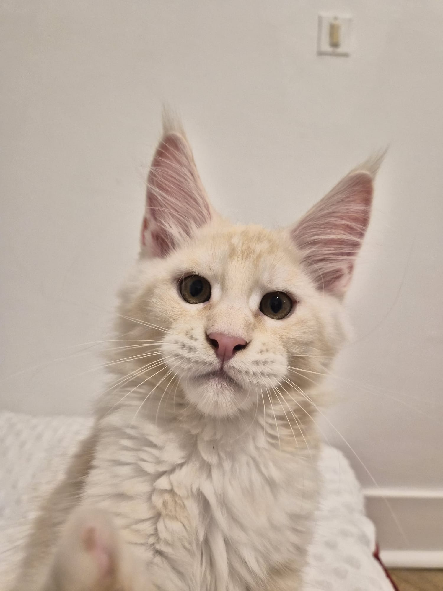 Arold – Chaton Male