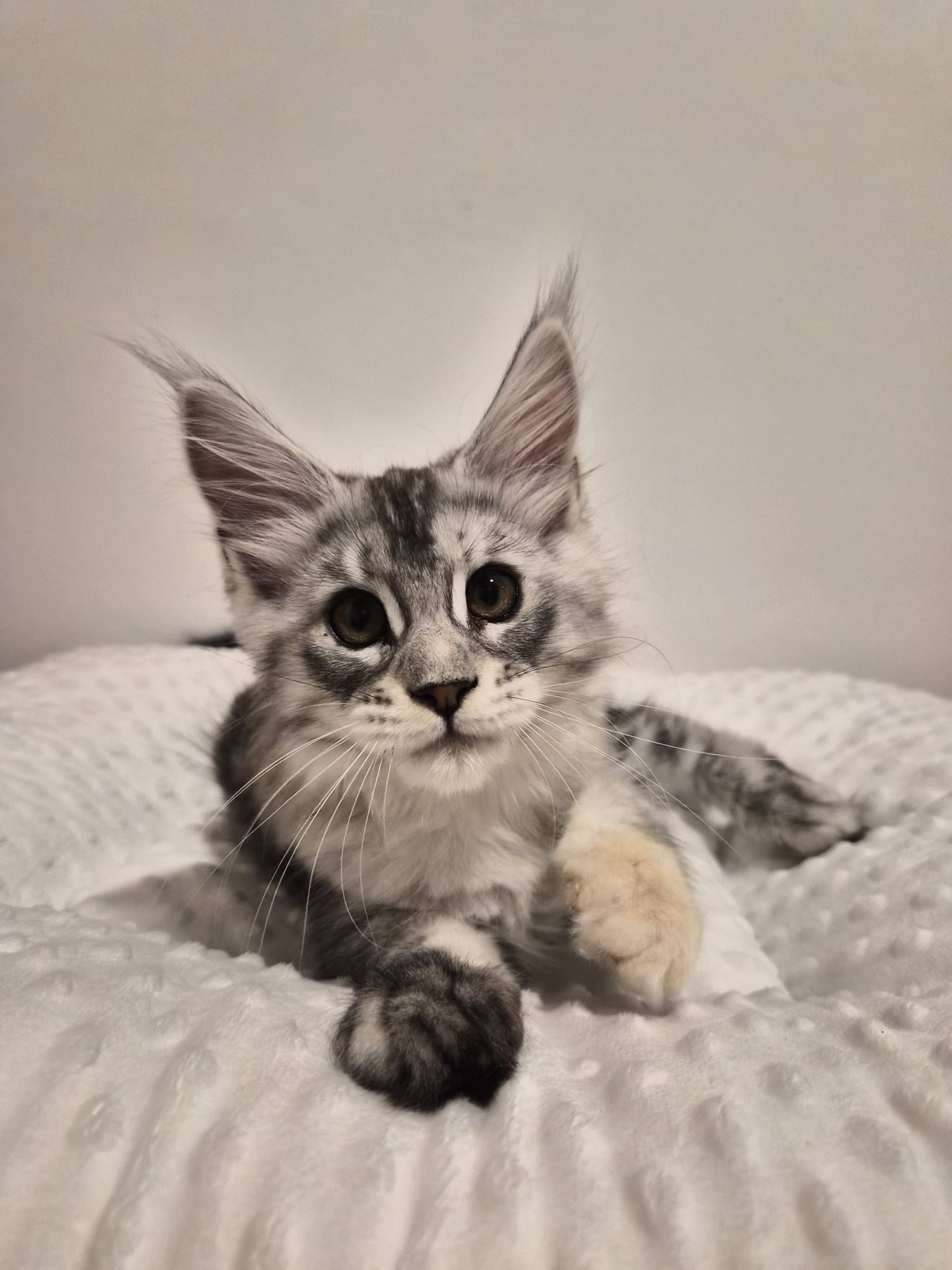 Anouk – Chaton Femelle
