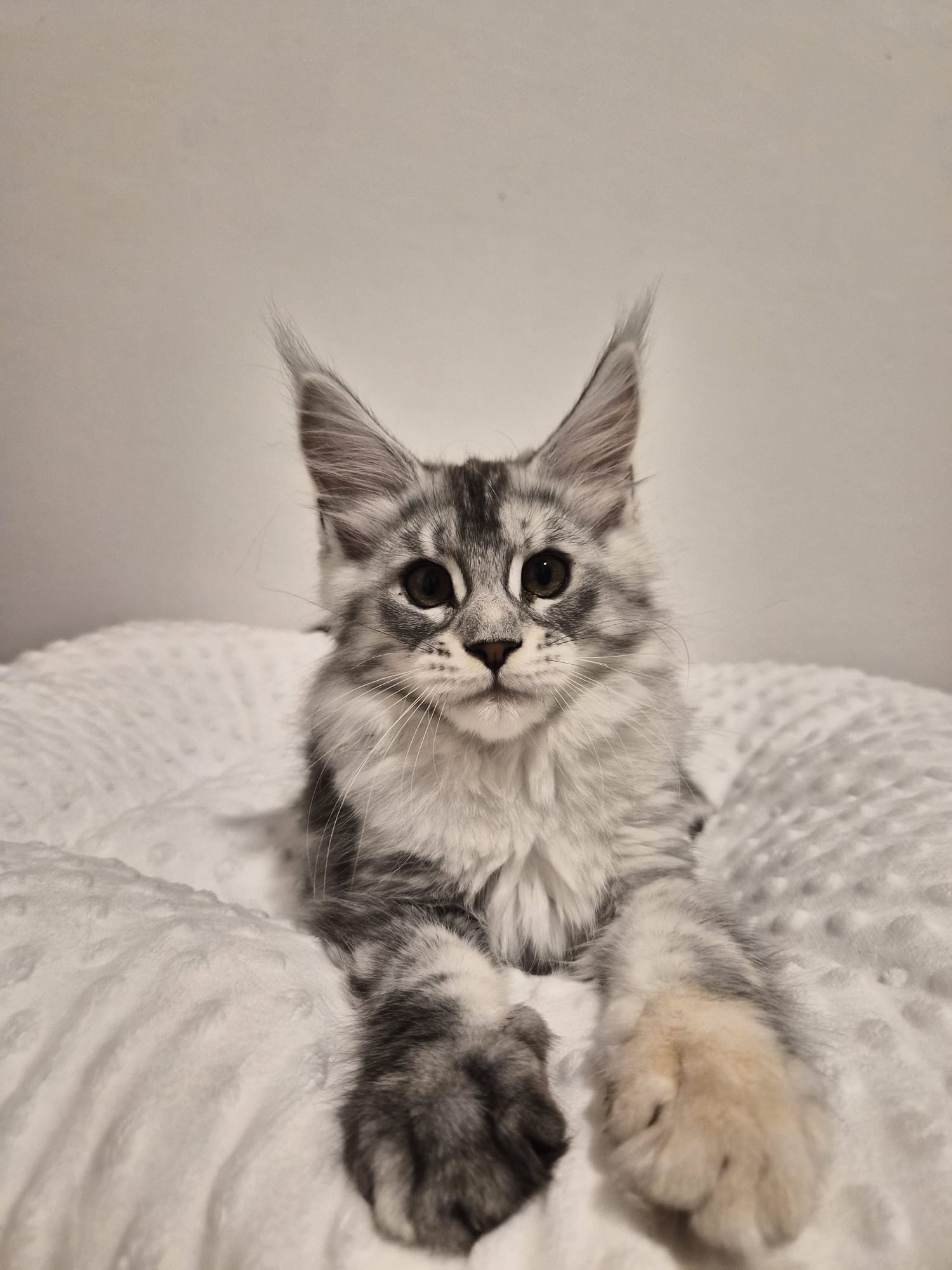 Anouk – Chaton Femelle