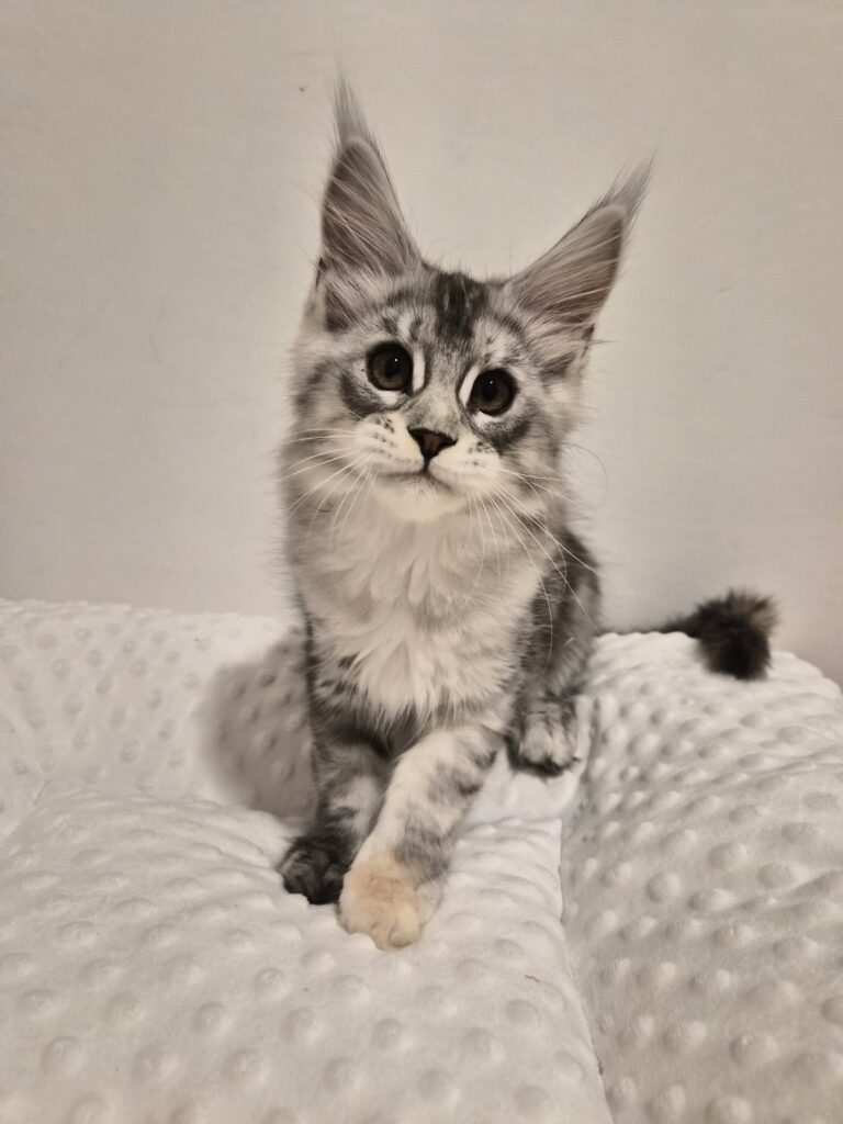 Anouk - Chaton Femelle