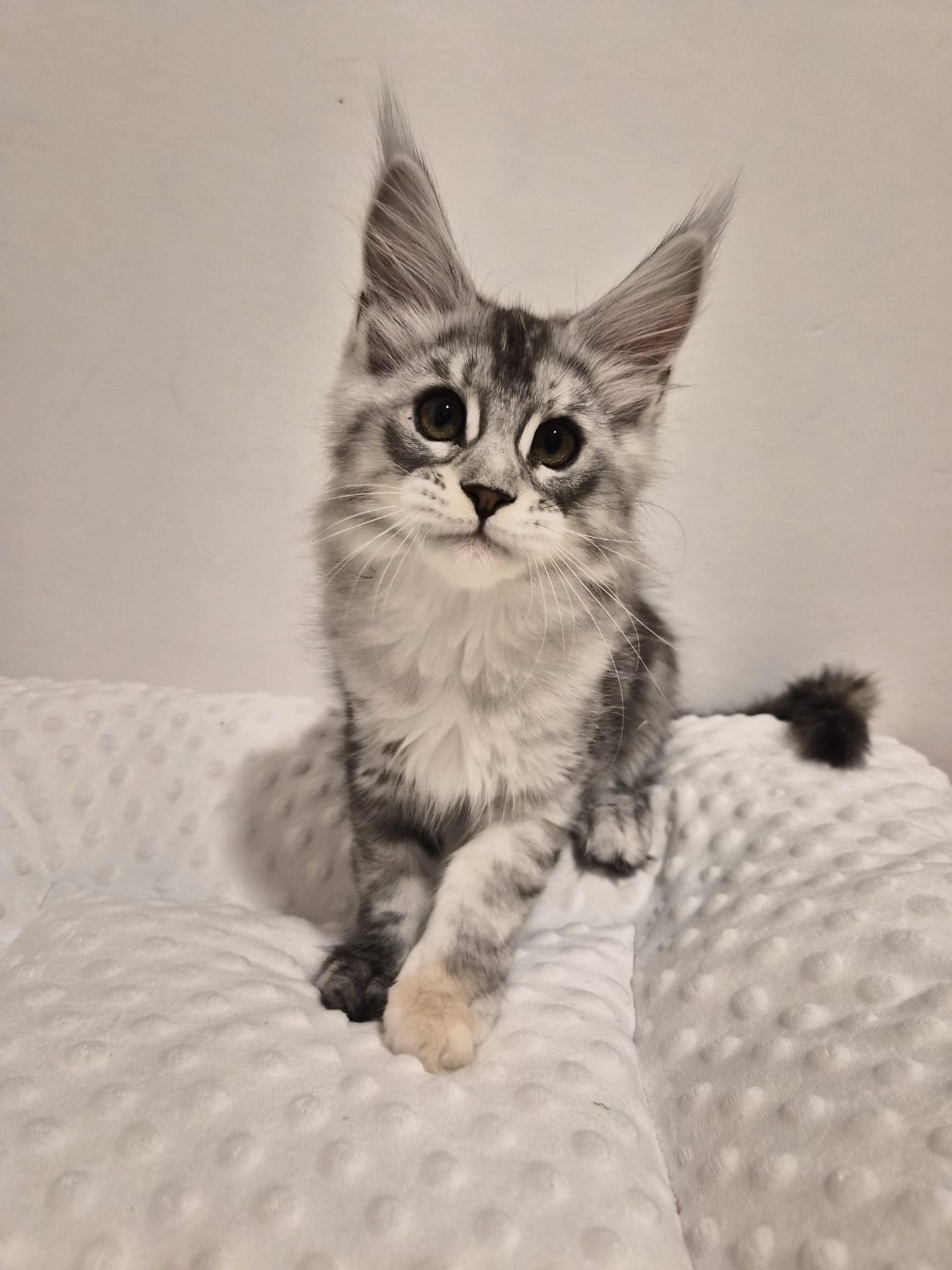 Anouk - Chaton Femelle