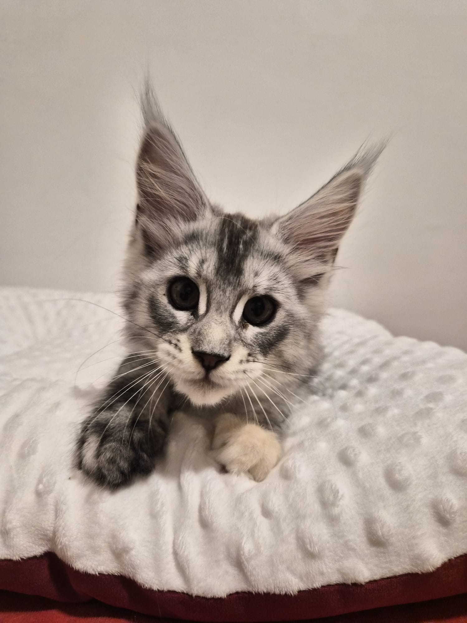 Anouk – Chaton Femelle